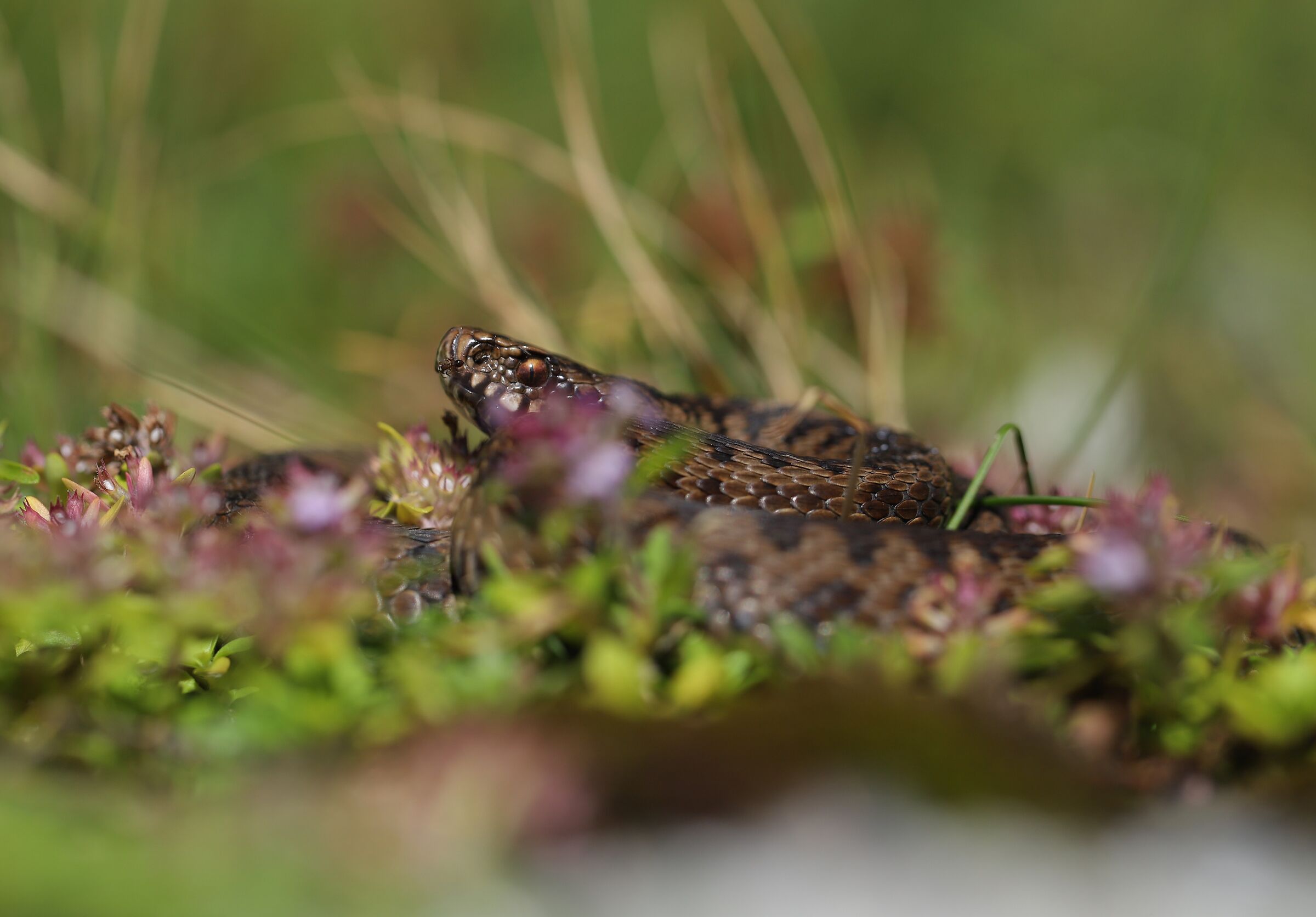 Vipera berus ssp. berus, femmina