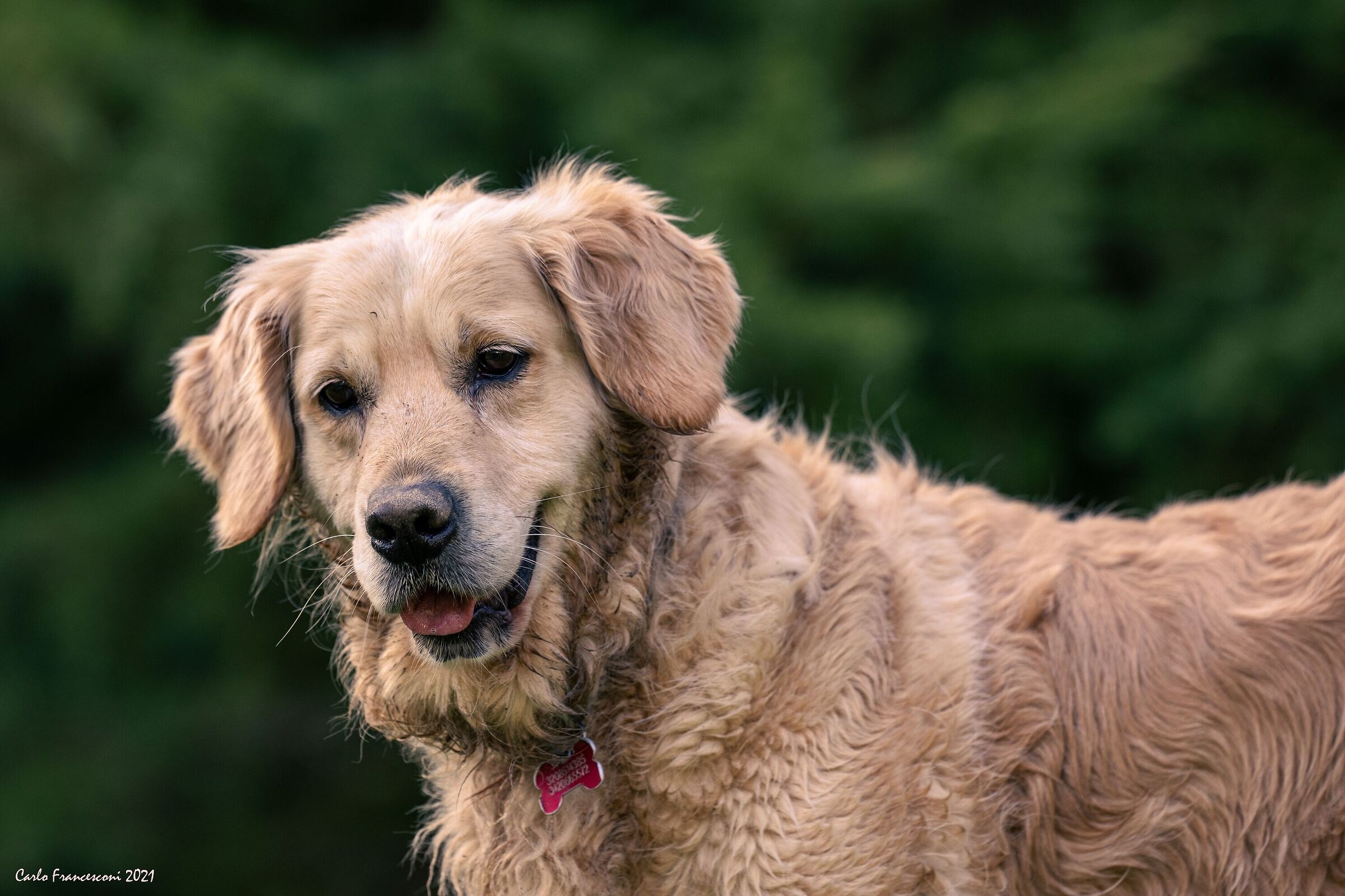Vi presento Cioccolata