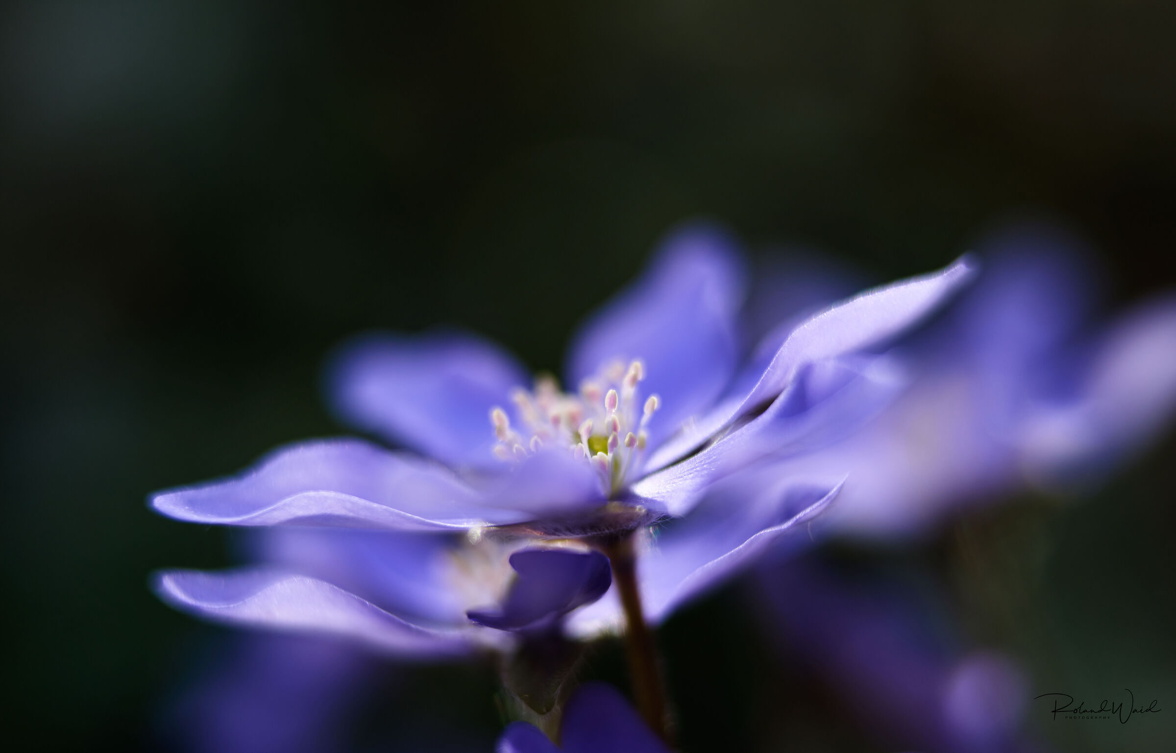 Anemone hepatica