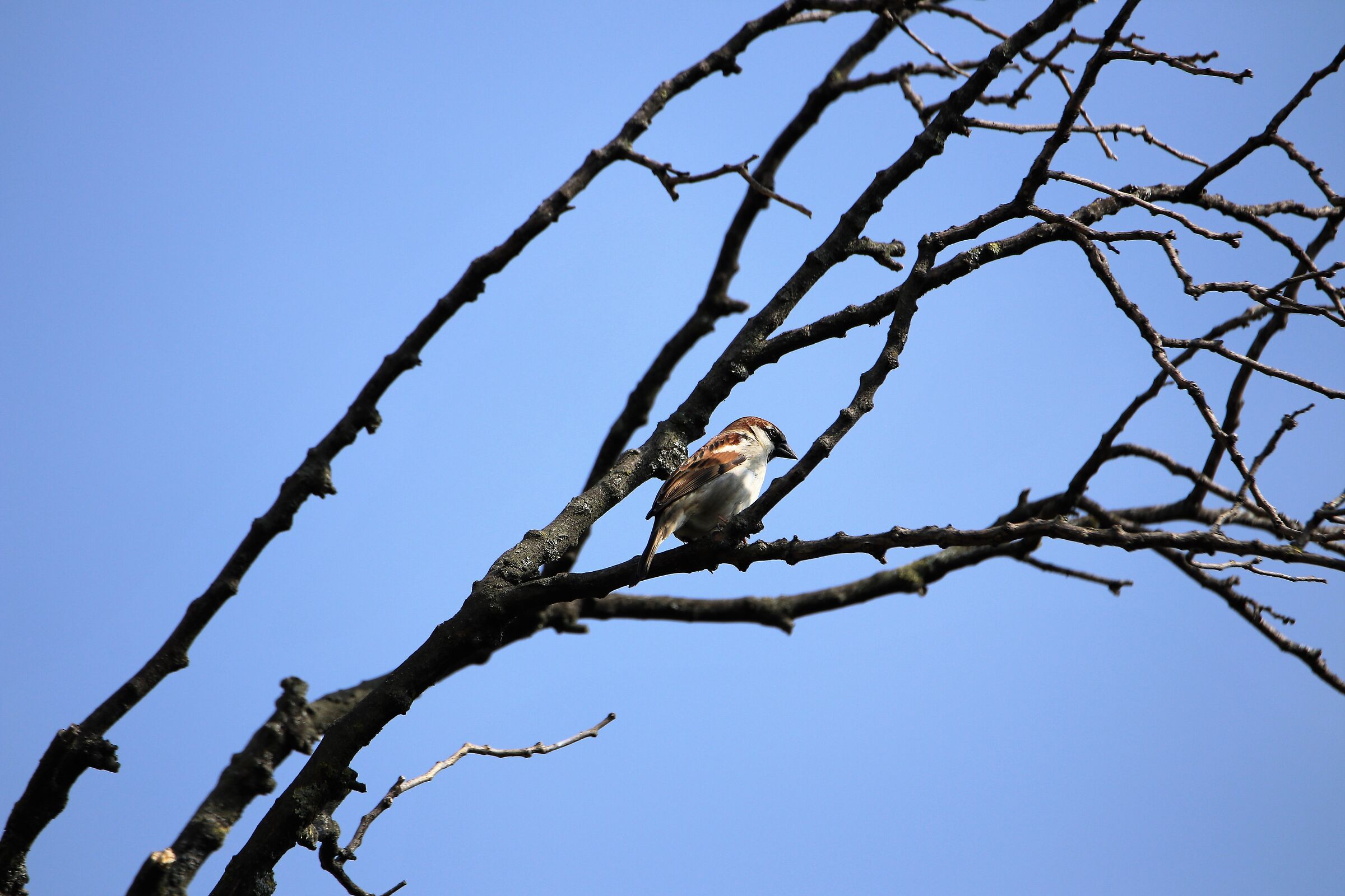 flounder on the magic branch