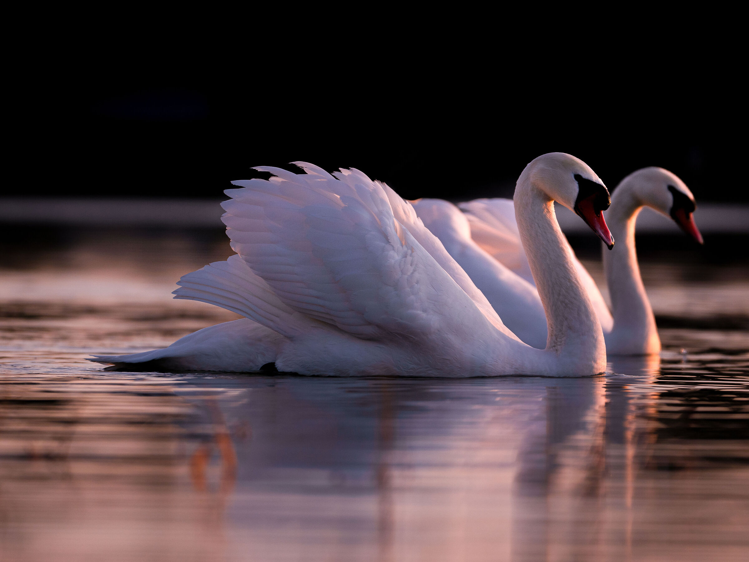 Swan Lake
