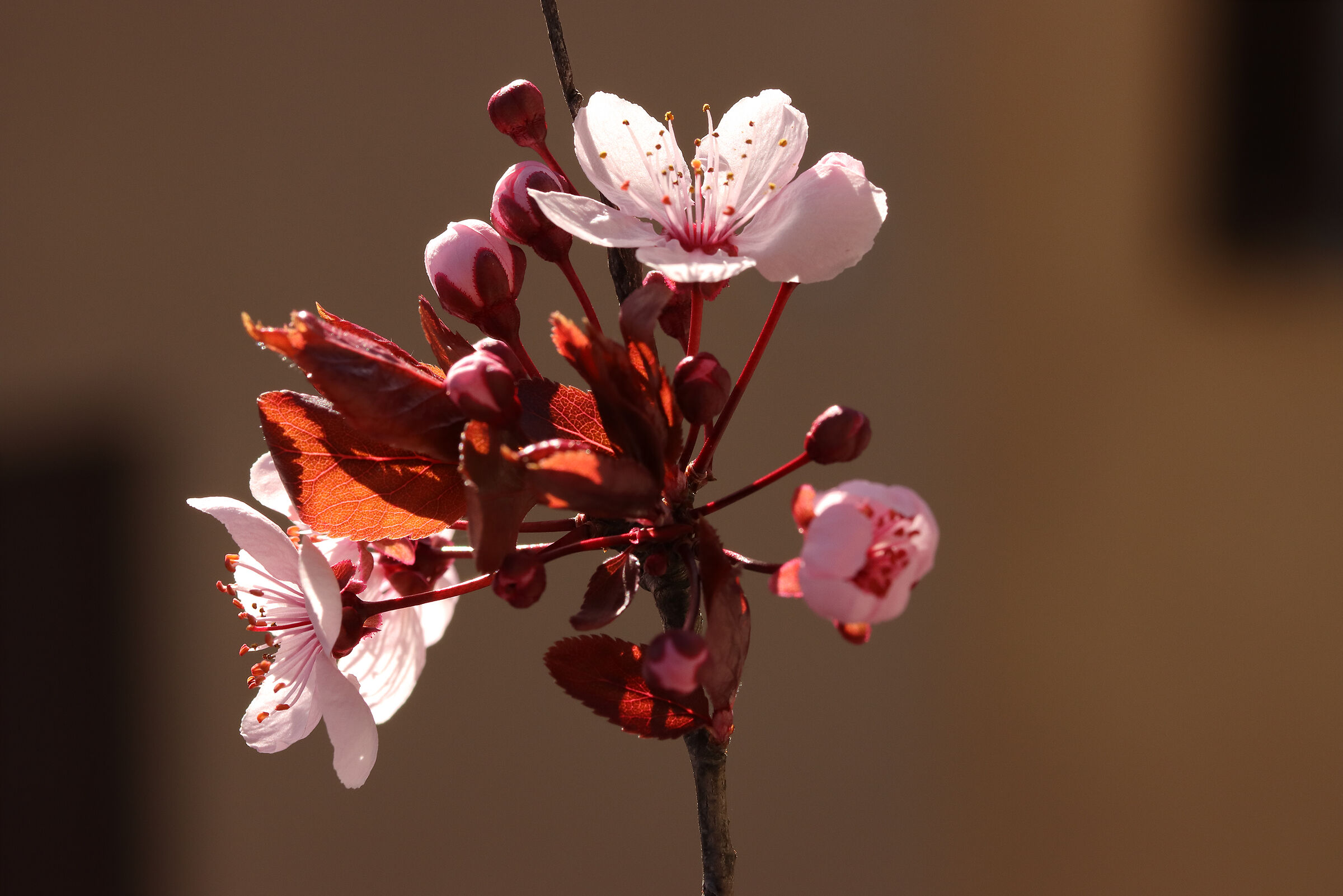 fiori di prunus
