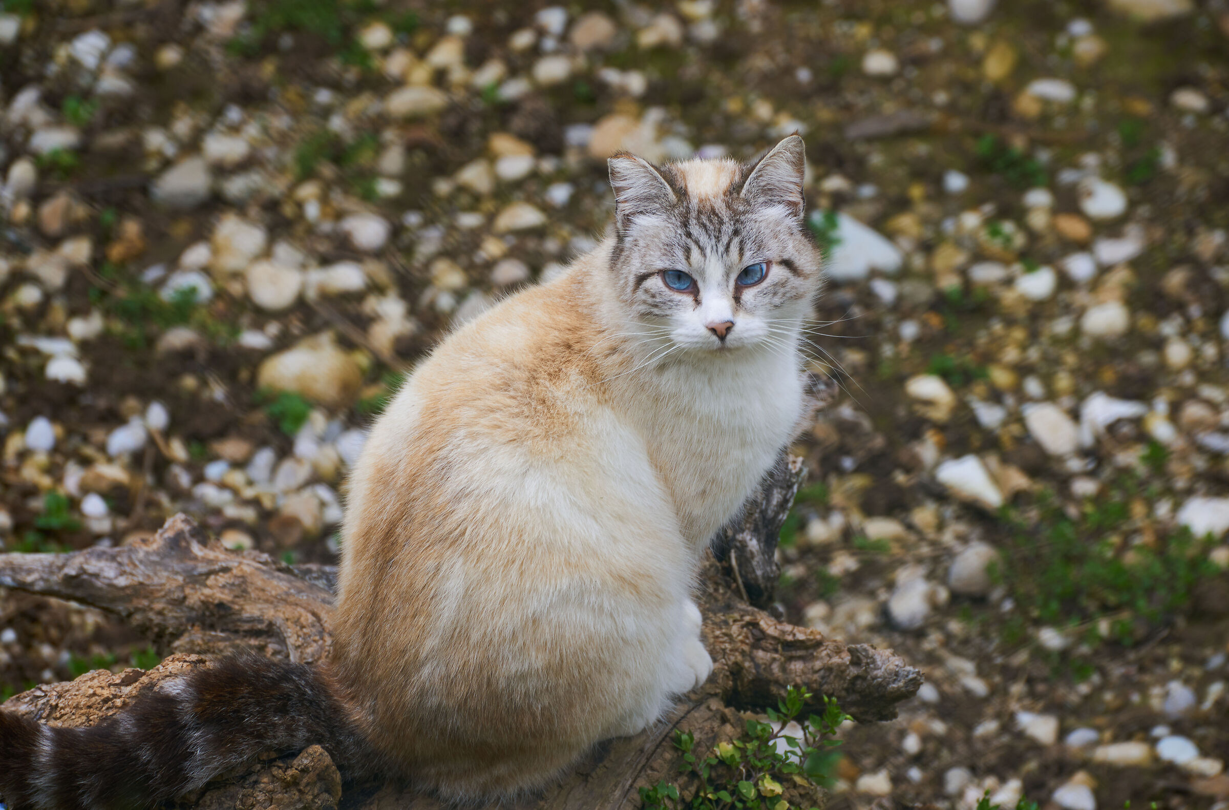 Strabismo...di Venere