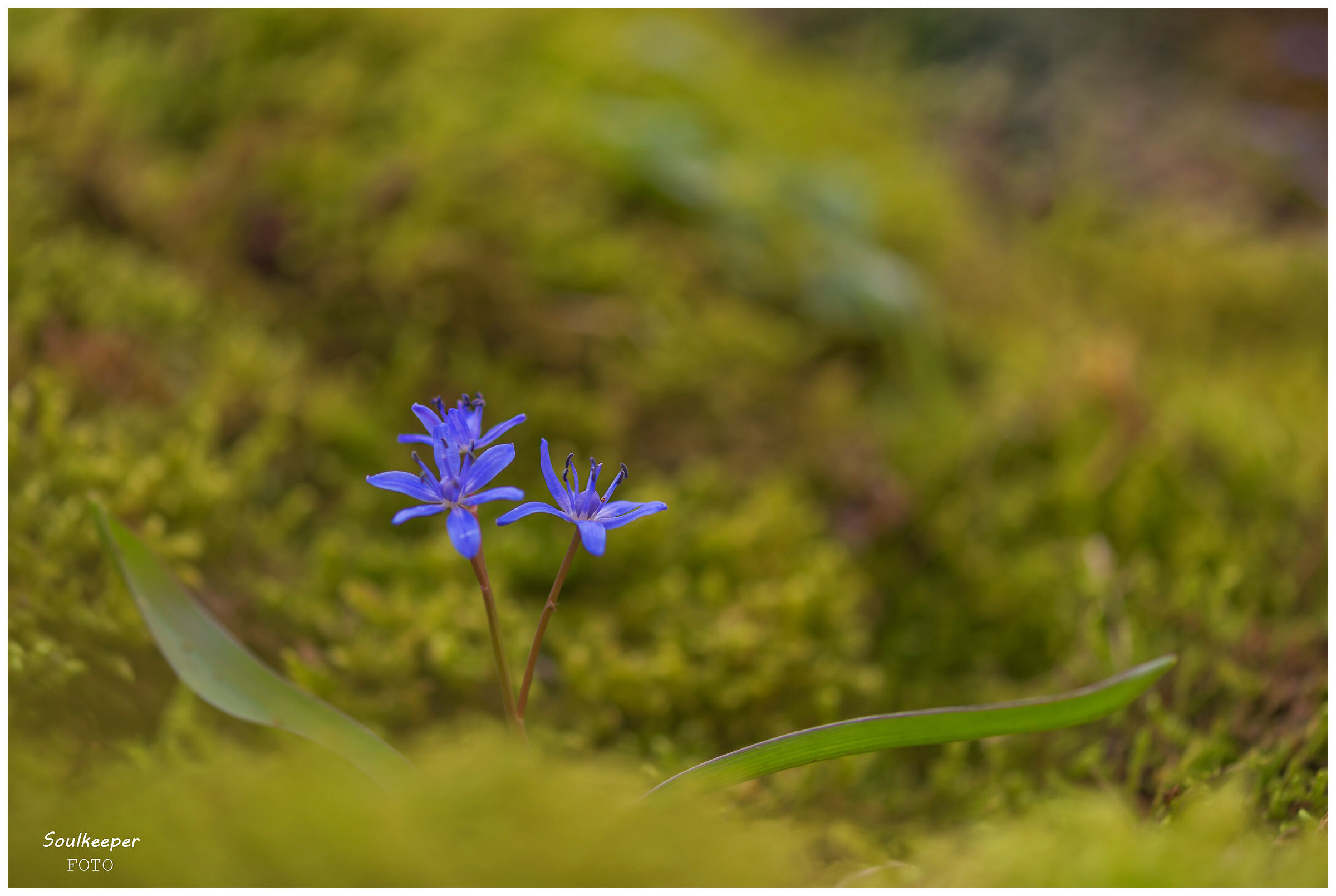 Scilla bifolia.