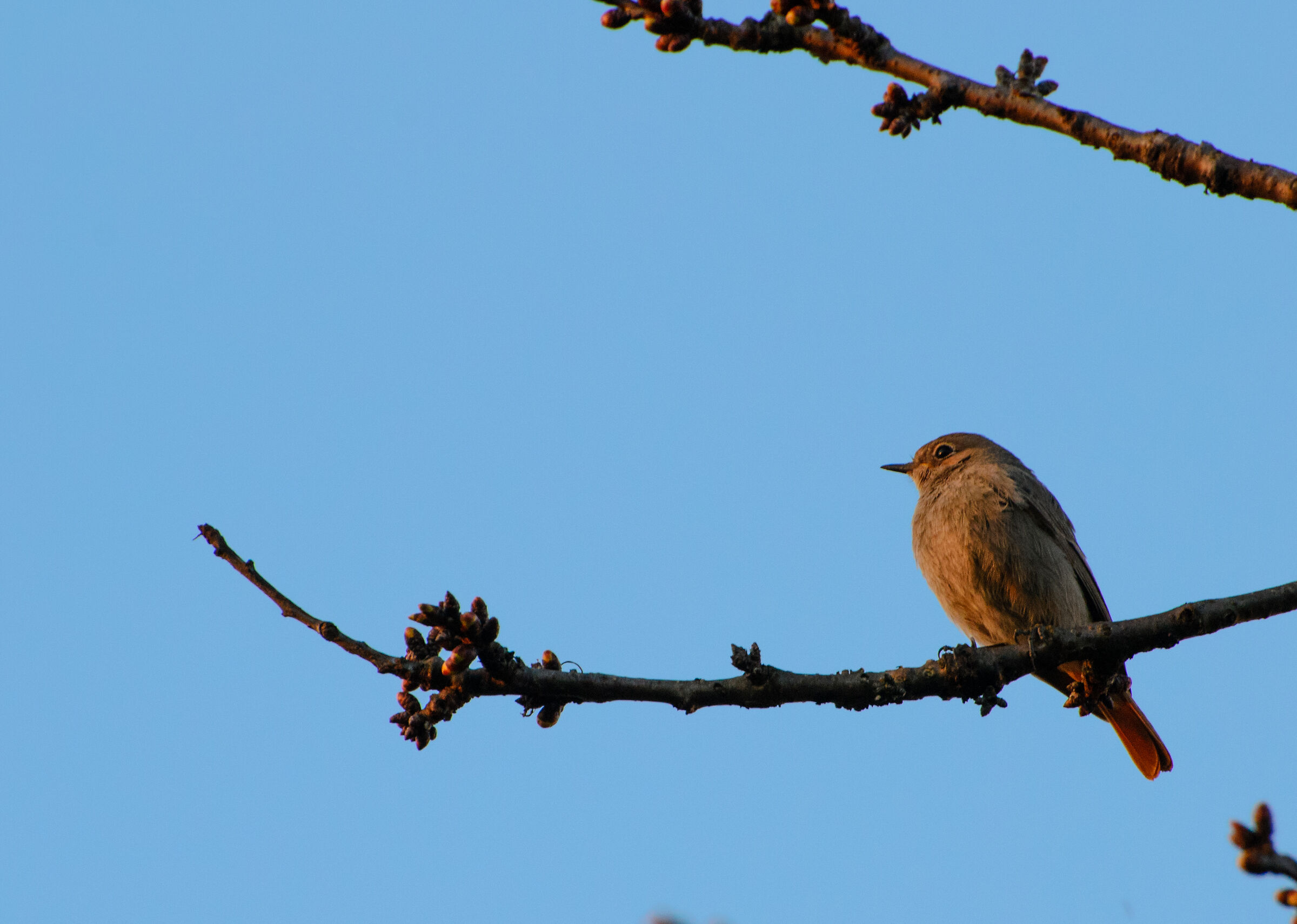 Codirosso al tramonto