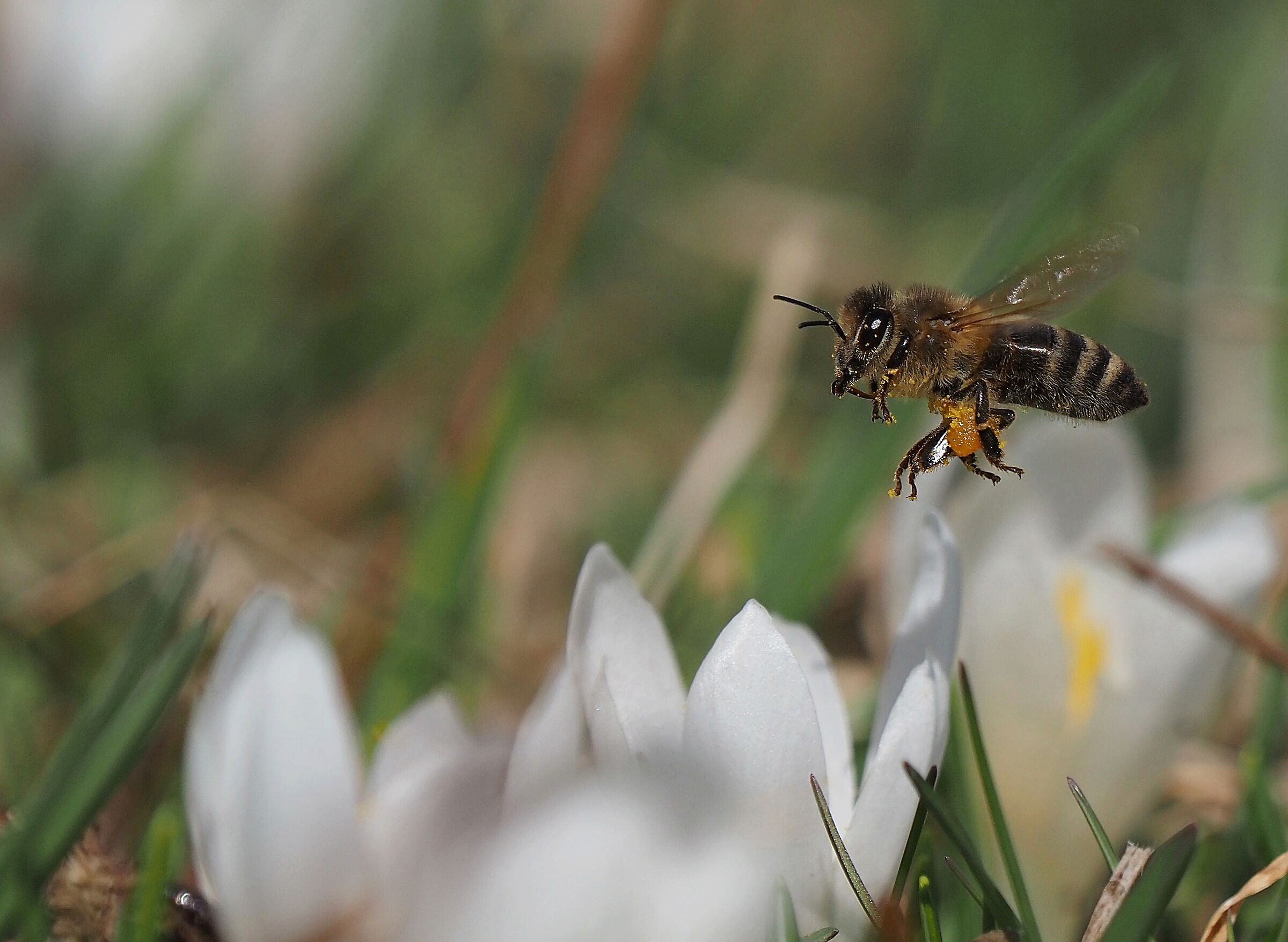 In volo tra i crocus