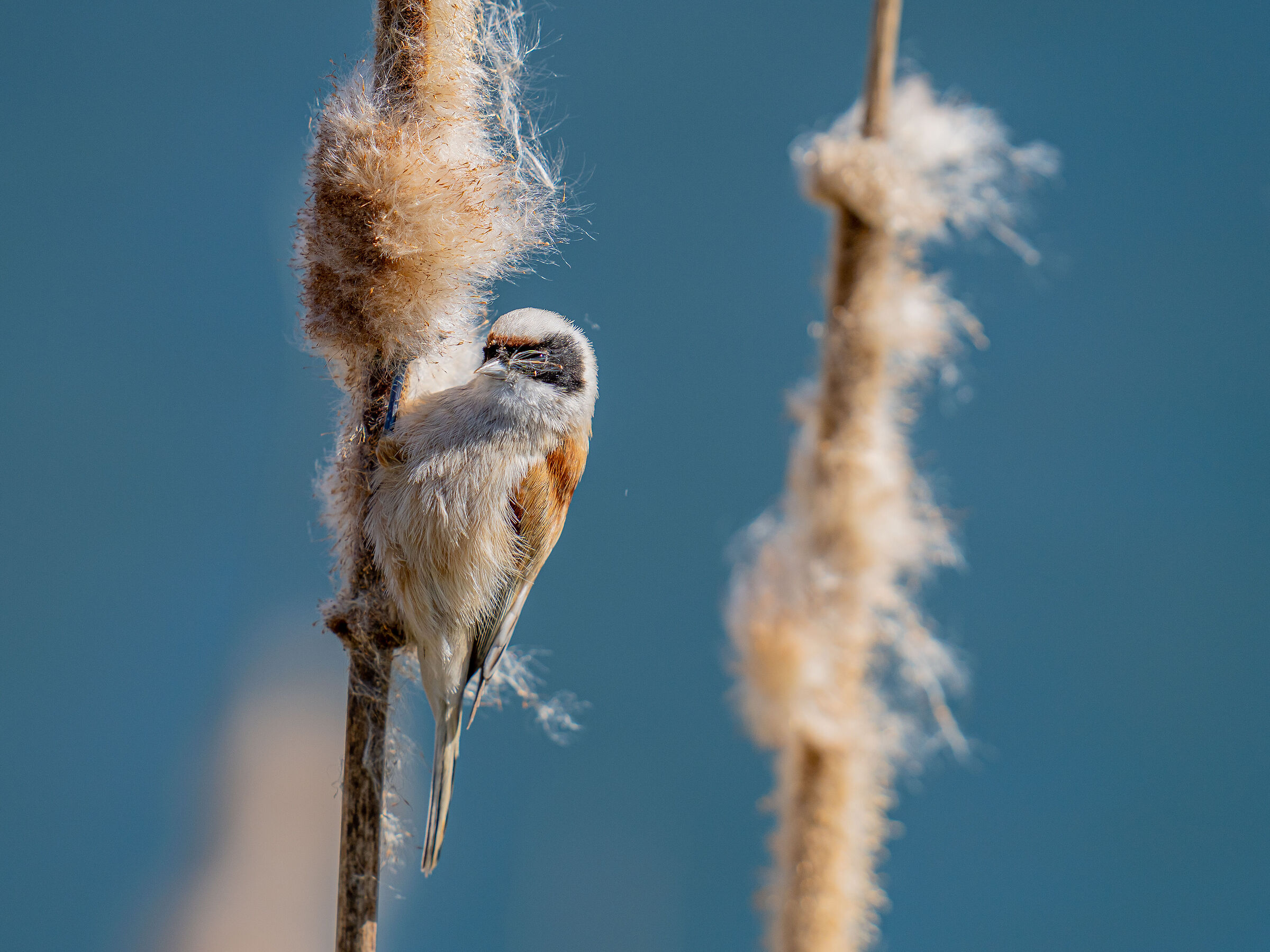 Pendulum with typha latifolia seeds in the face