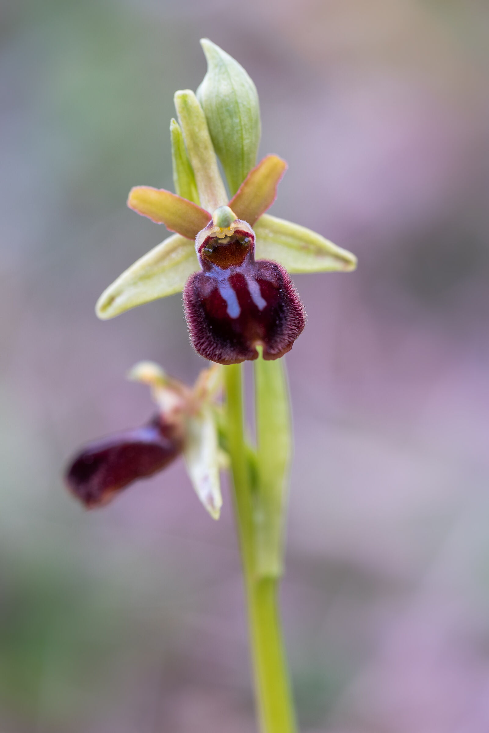 Sphegodes's ophrys