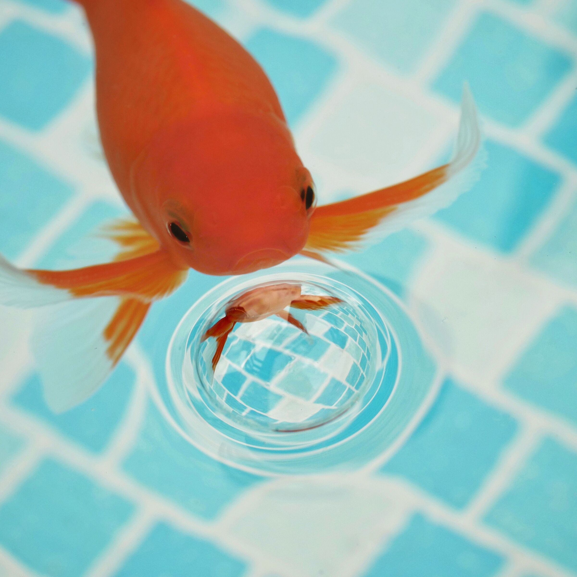 Riflessioni di un pesce rosso