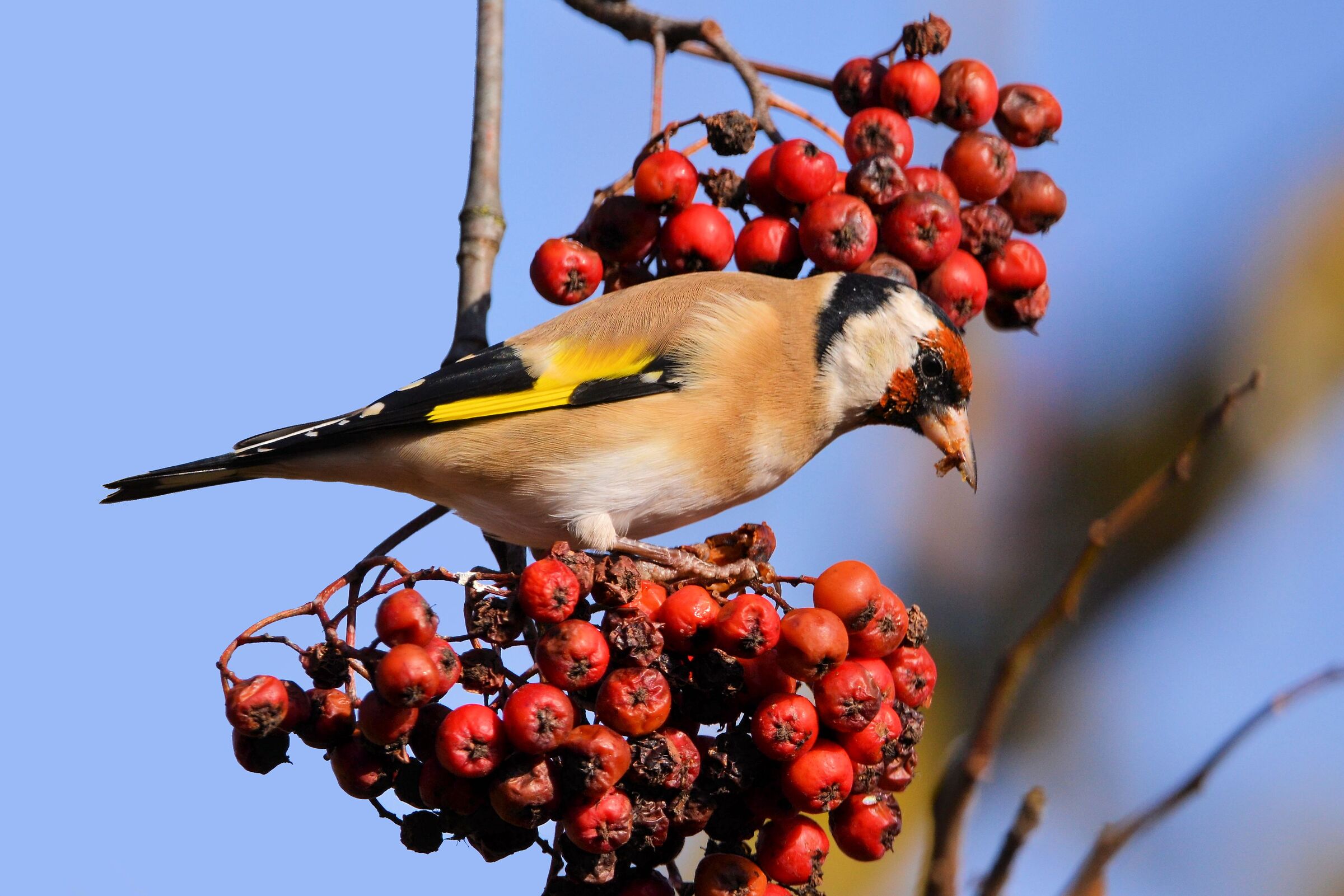 Cardellino