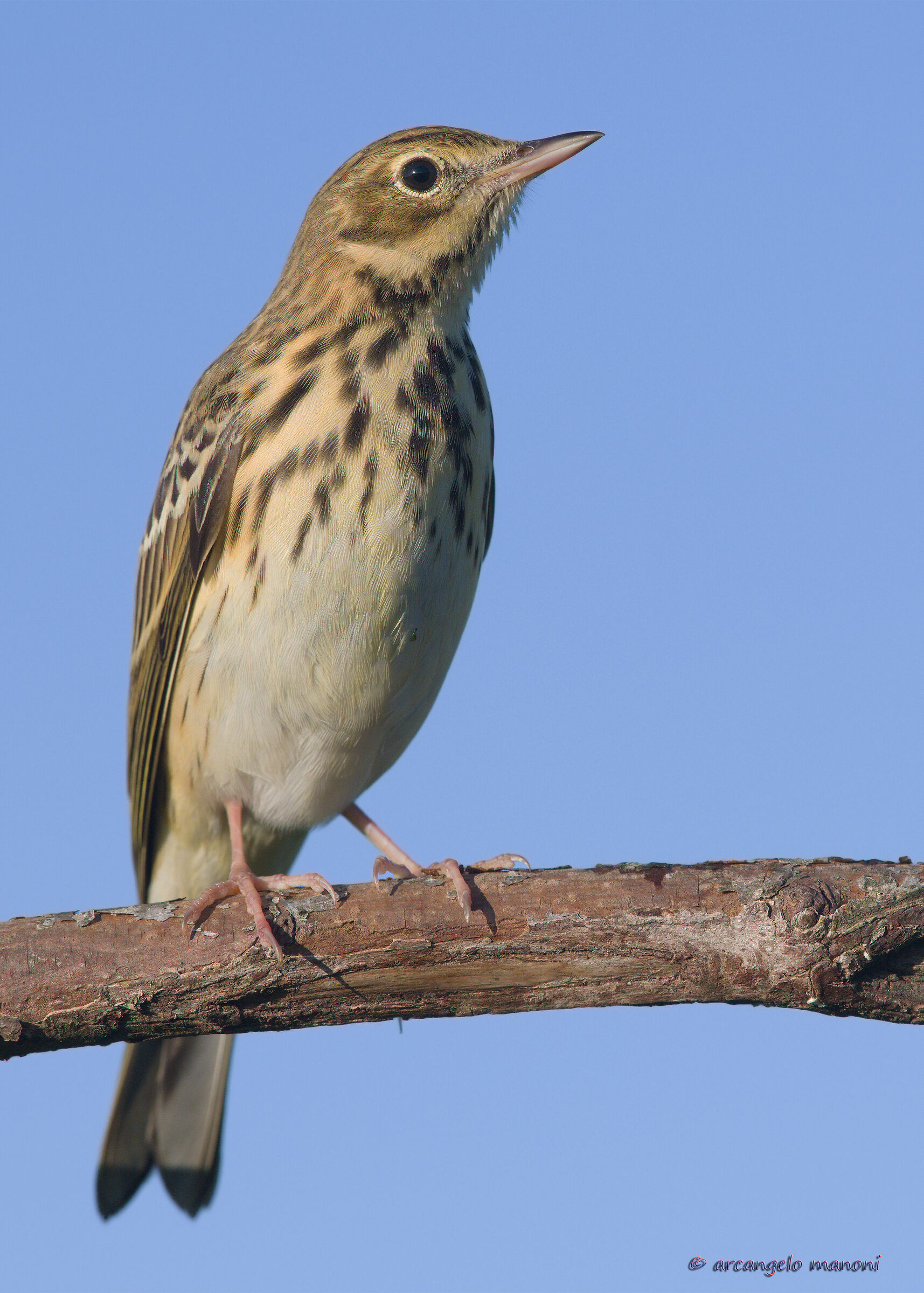 The slendore of the prispolone