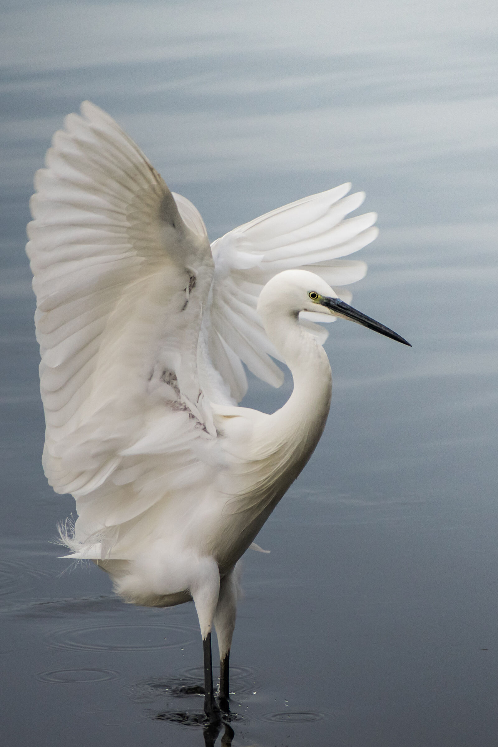 La danza della Garzetta