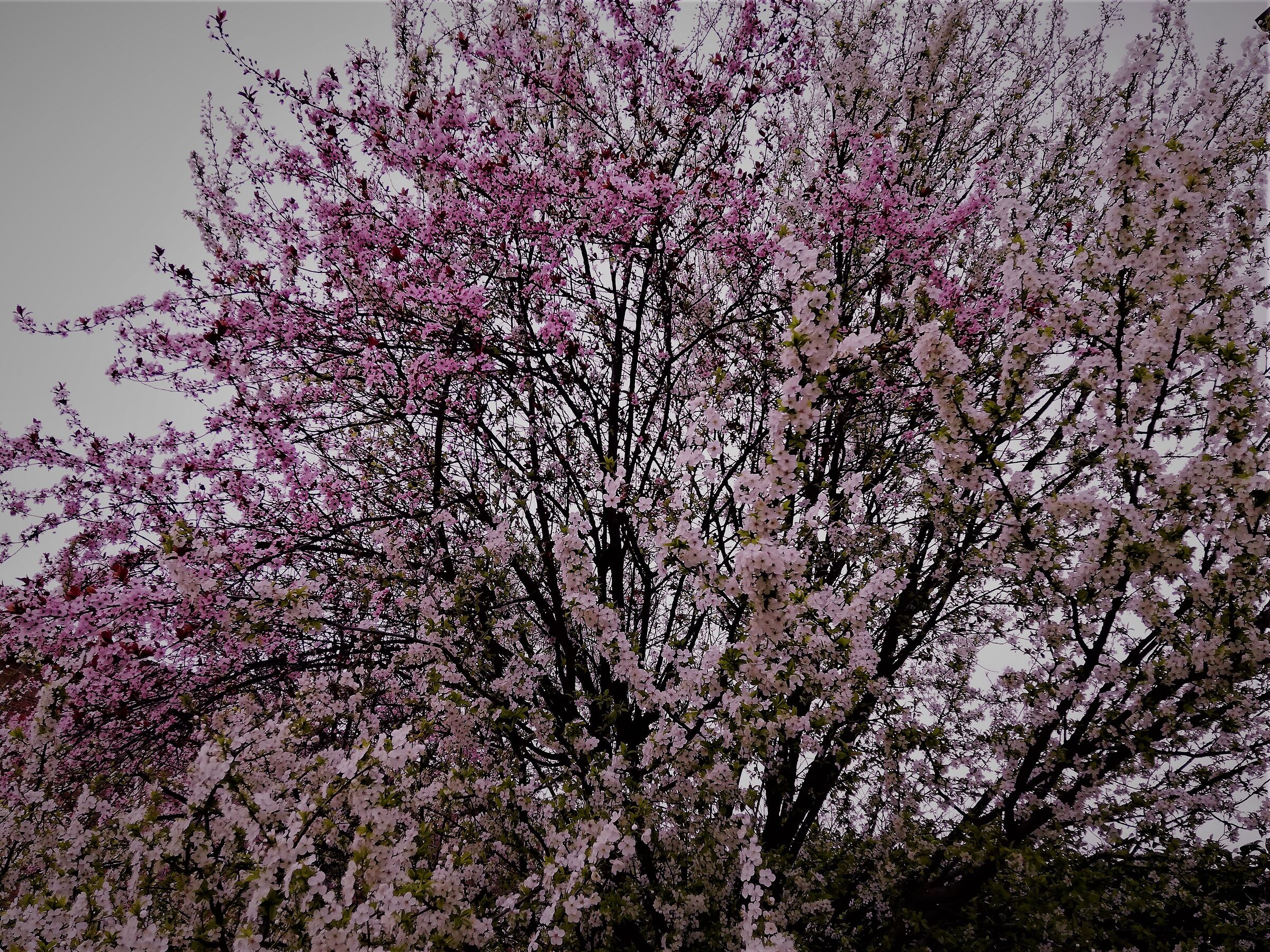 Blooming...