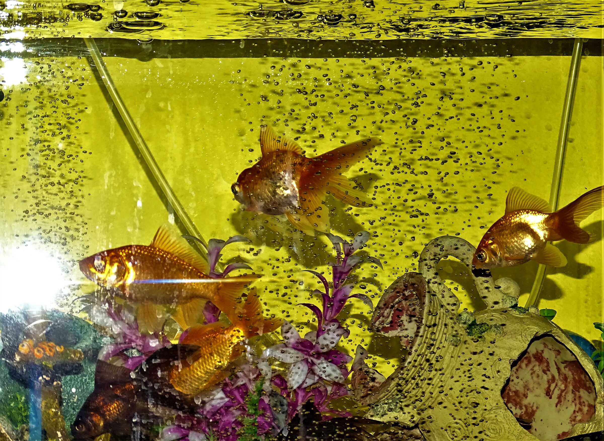 Aquarium..