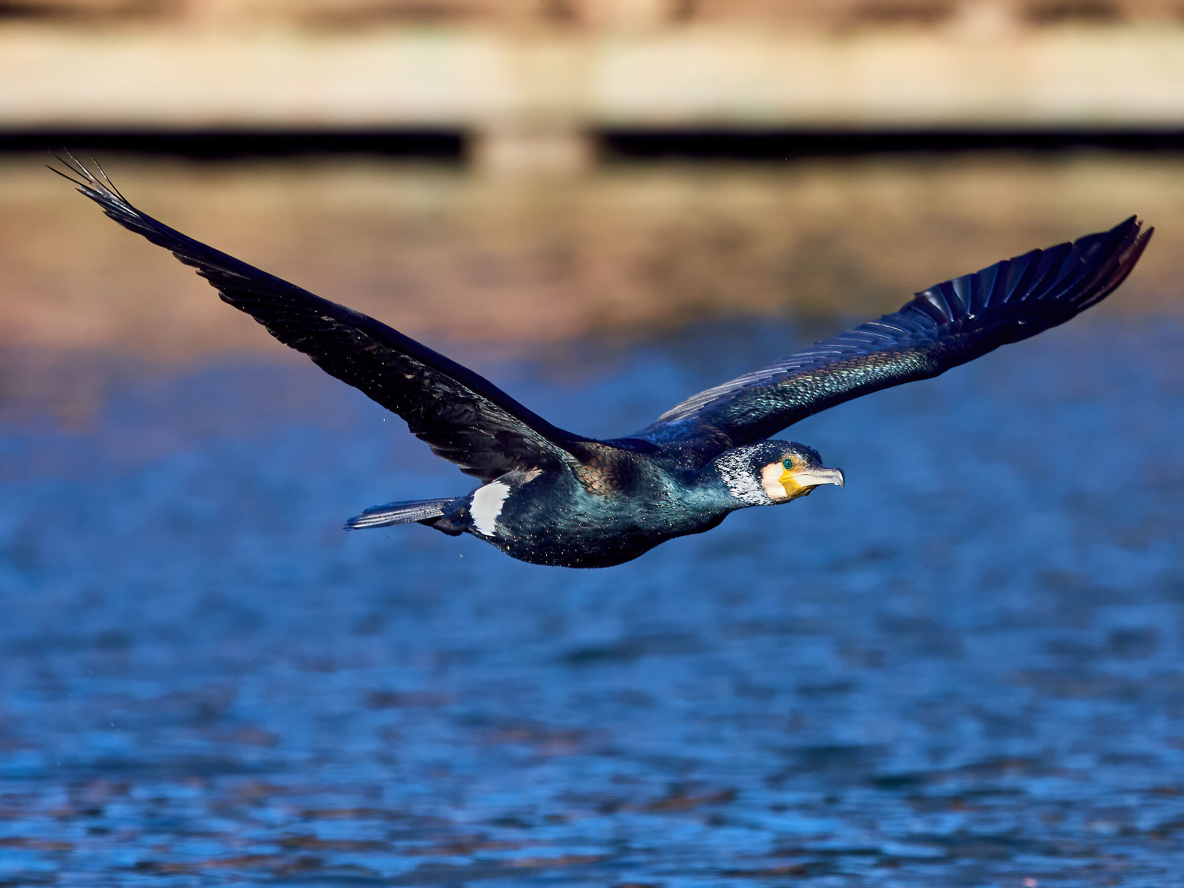 Cormorano