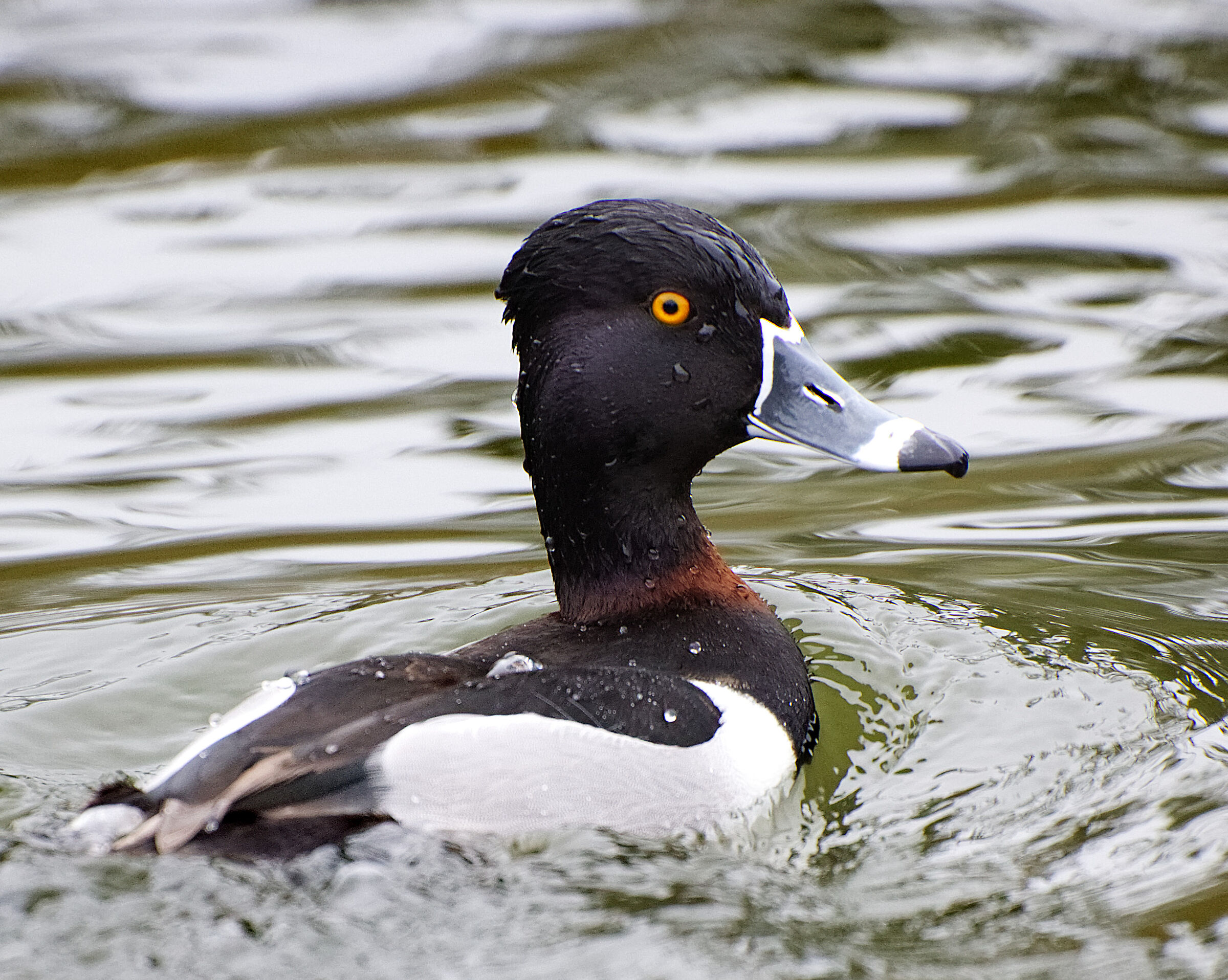 Anatra dal collo ad anello