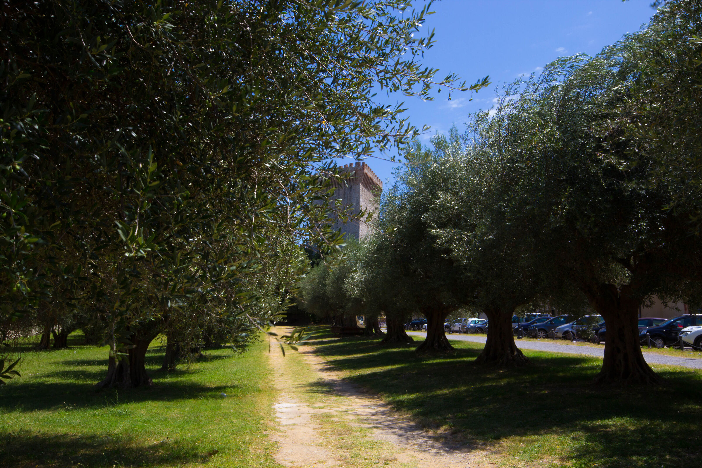 Olive grove