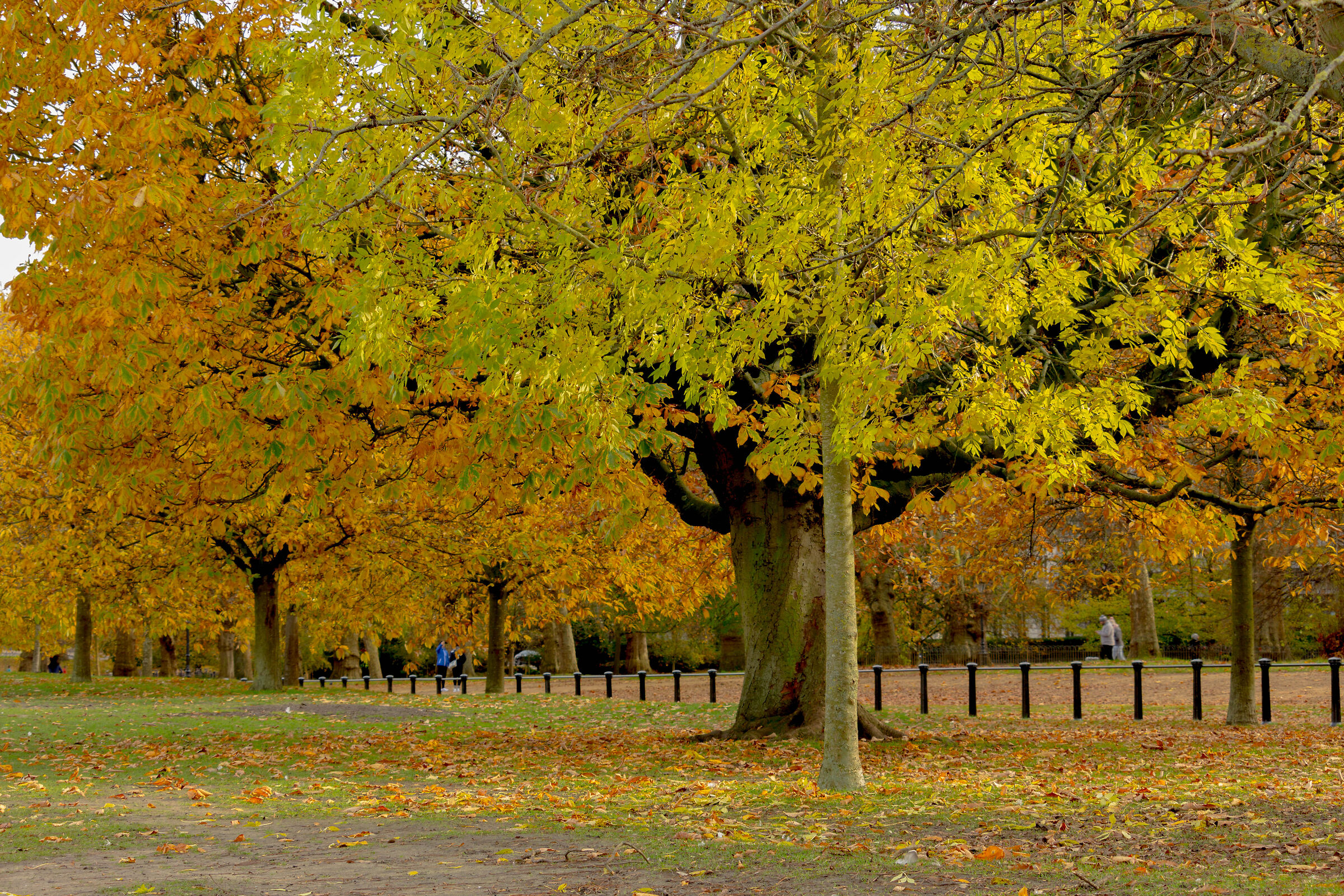 Hyde Park, London