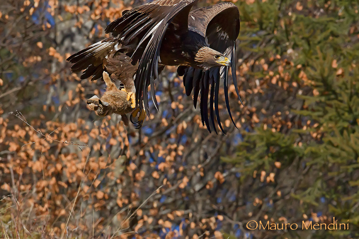 Per convincervi che non è fotomontaggio
