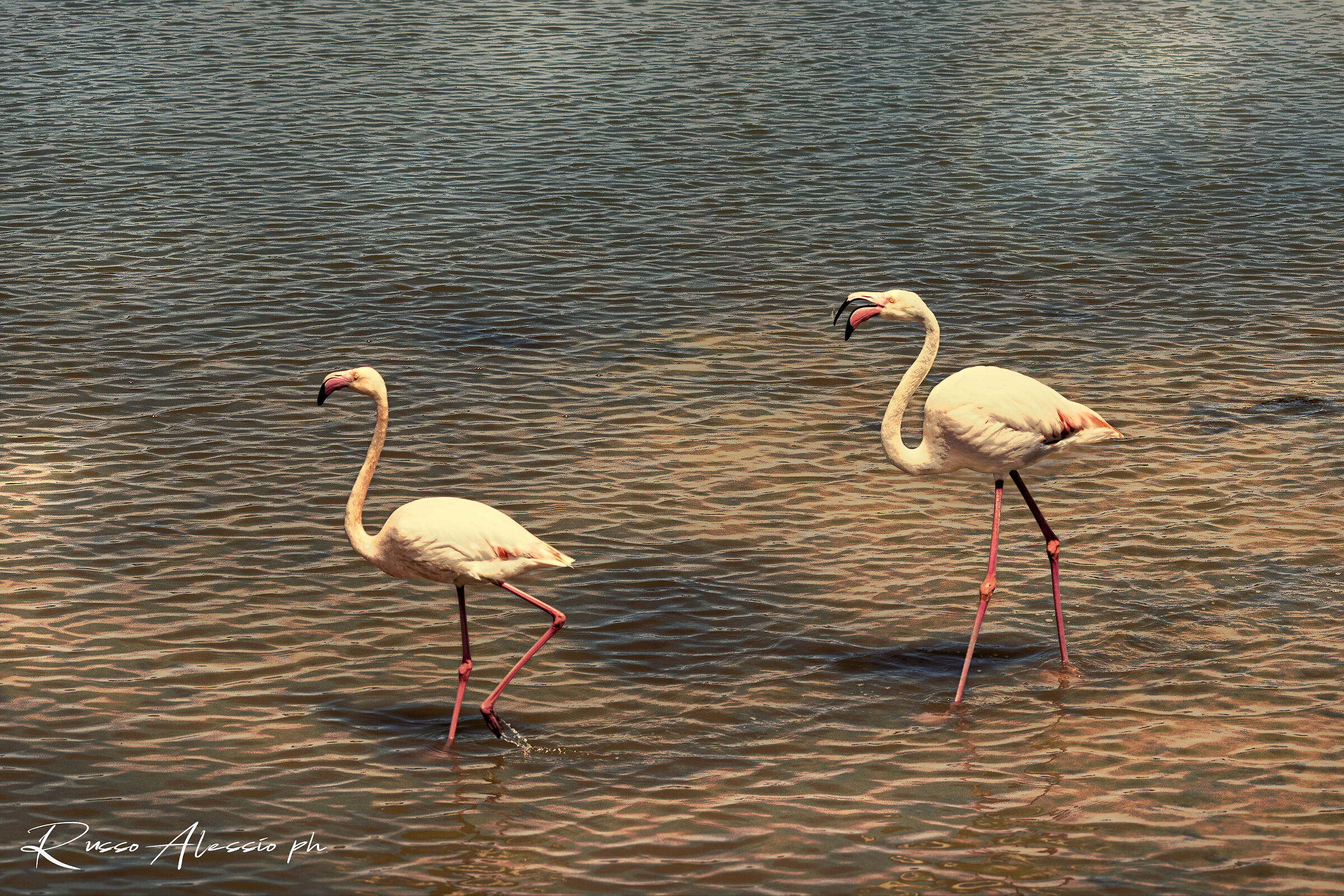 Flamingos