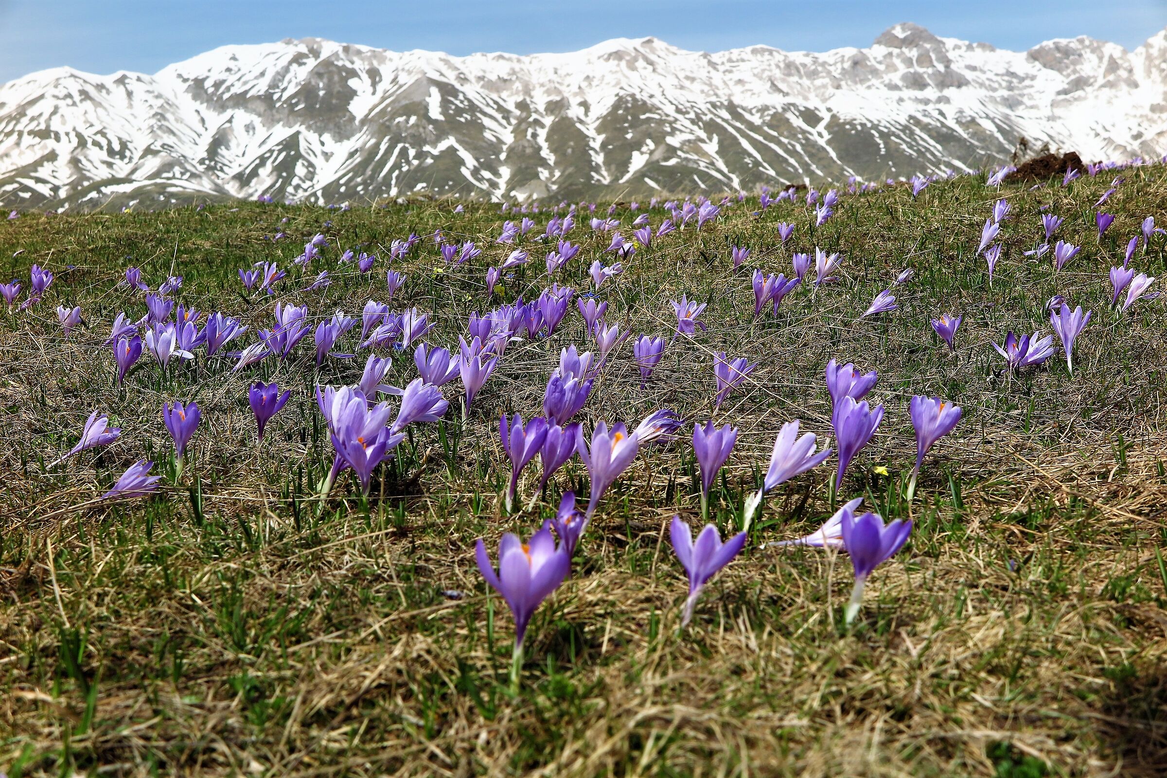 Spring always comes back!