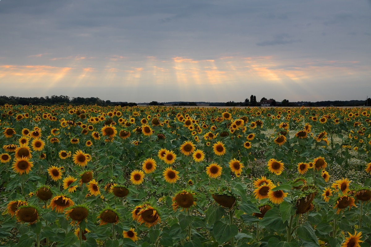 sunflowers