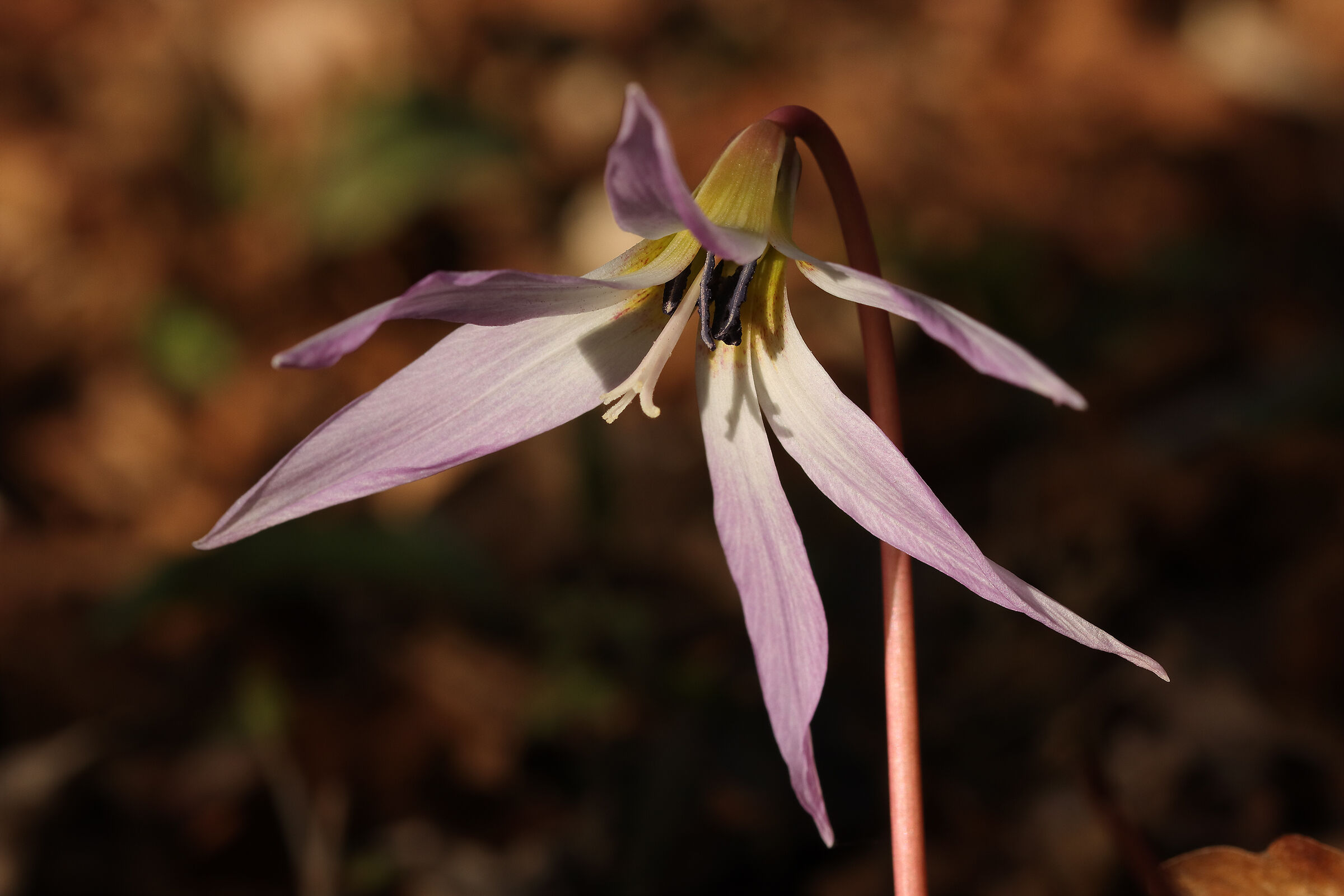 Erythronium dens-canis - 1 -