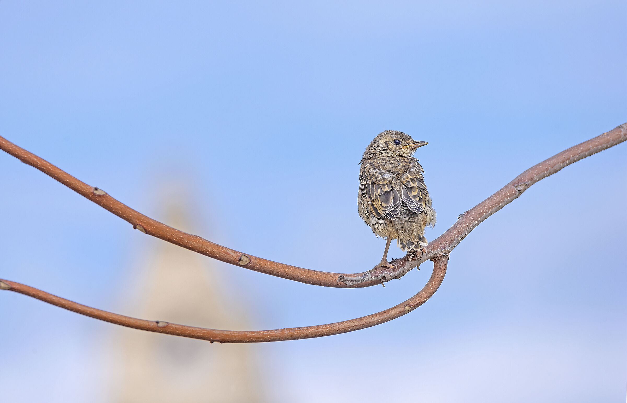 pullus di tordela, Bari città