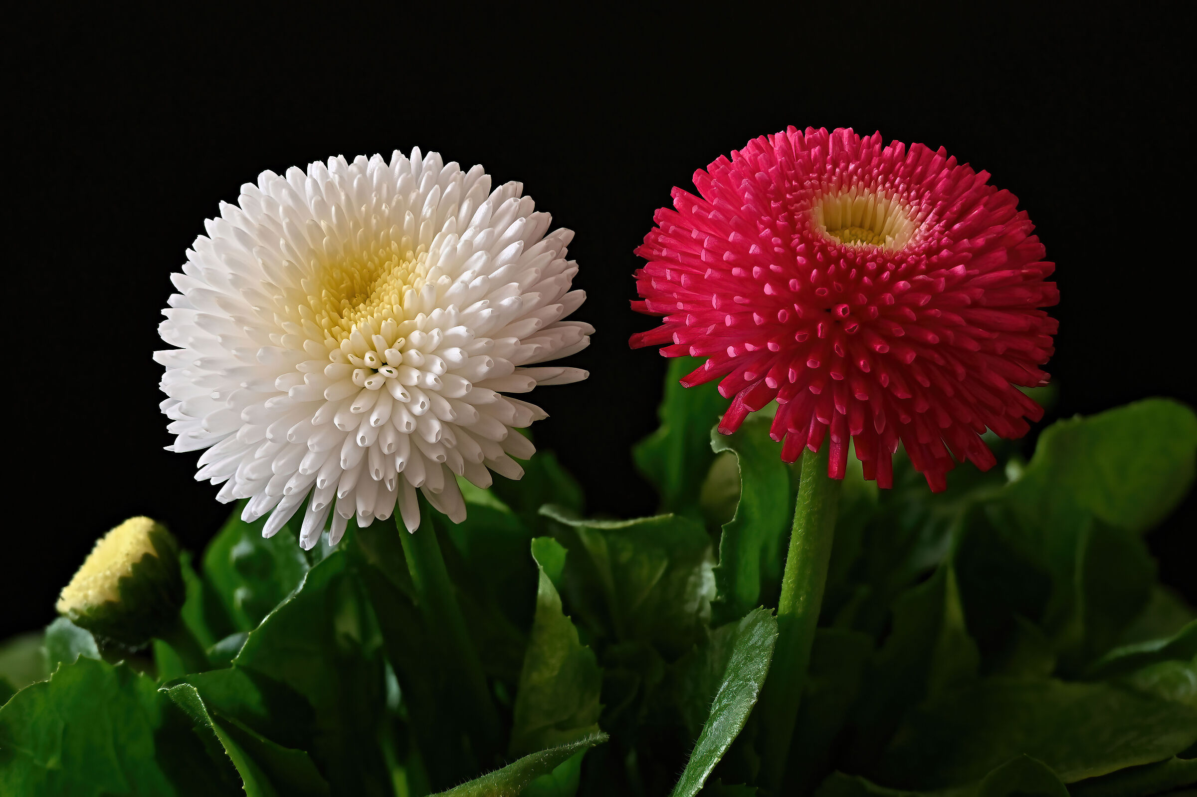 Bellis perennis pompon