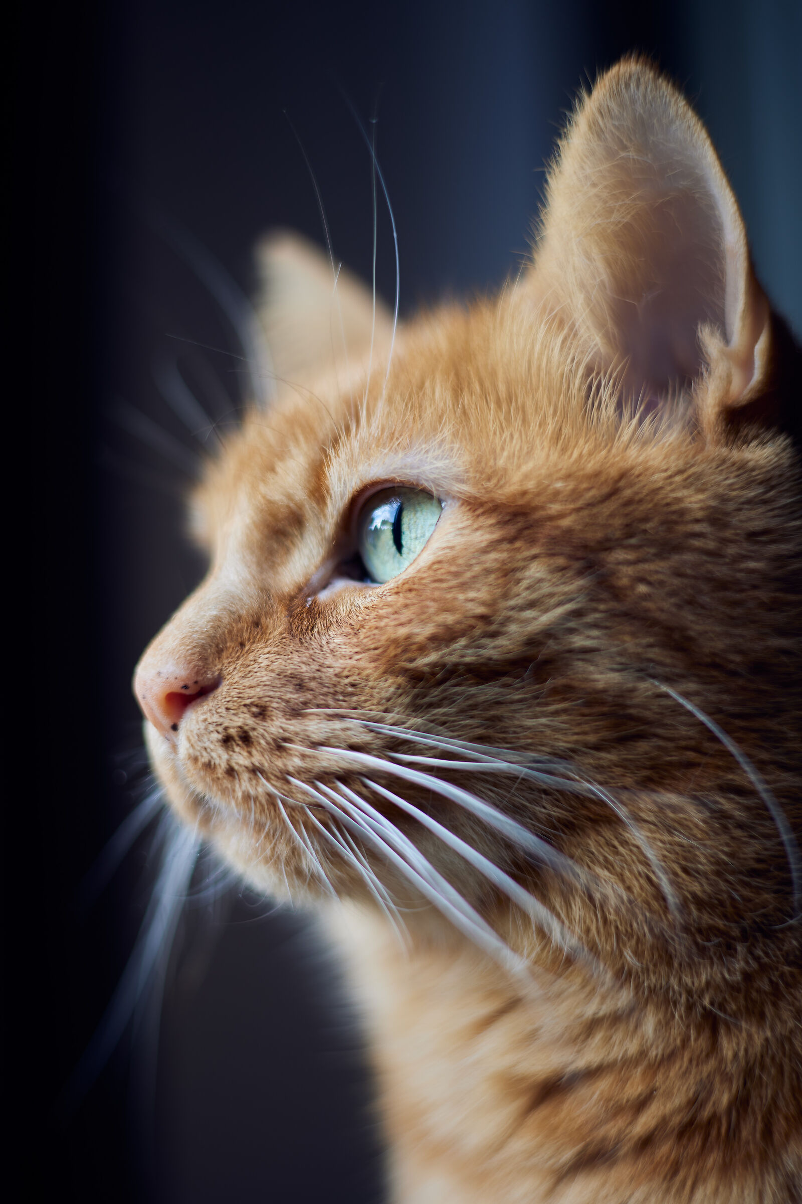 Leo first R6 and 50mm tests