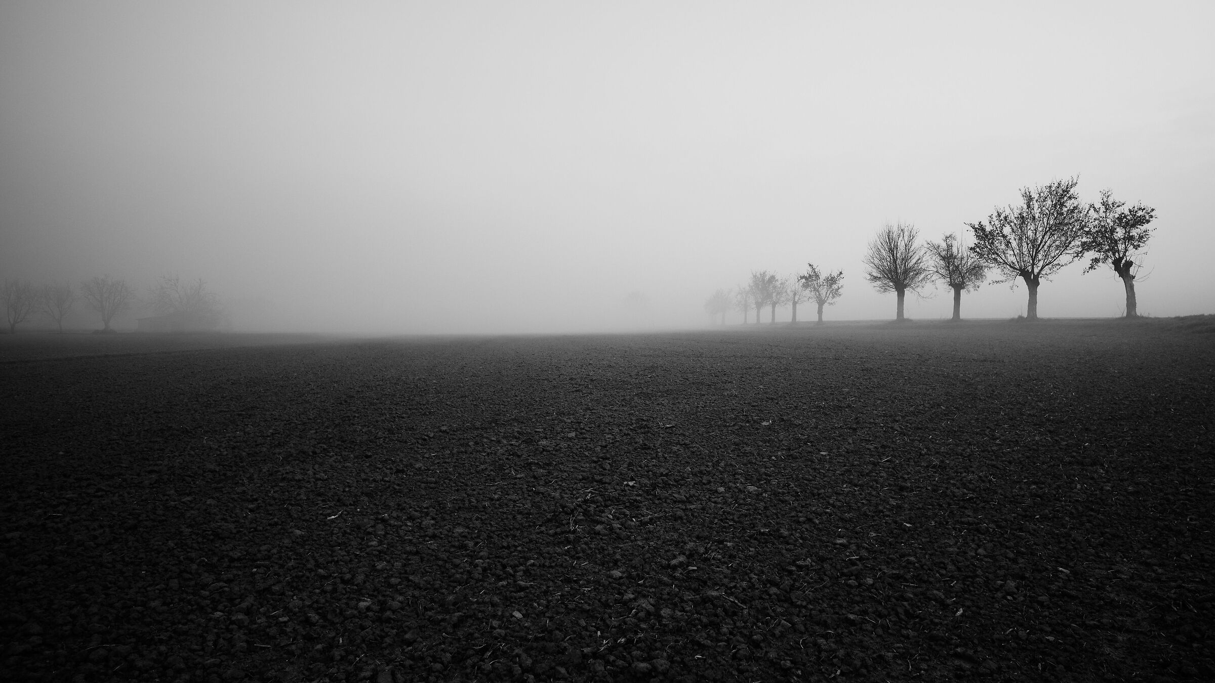Those little trees on samoggia street