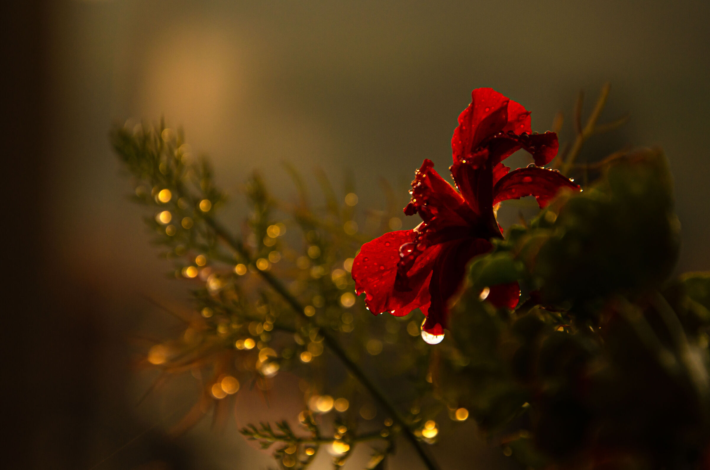 drops of light