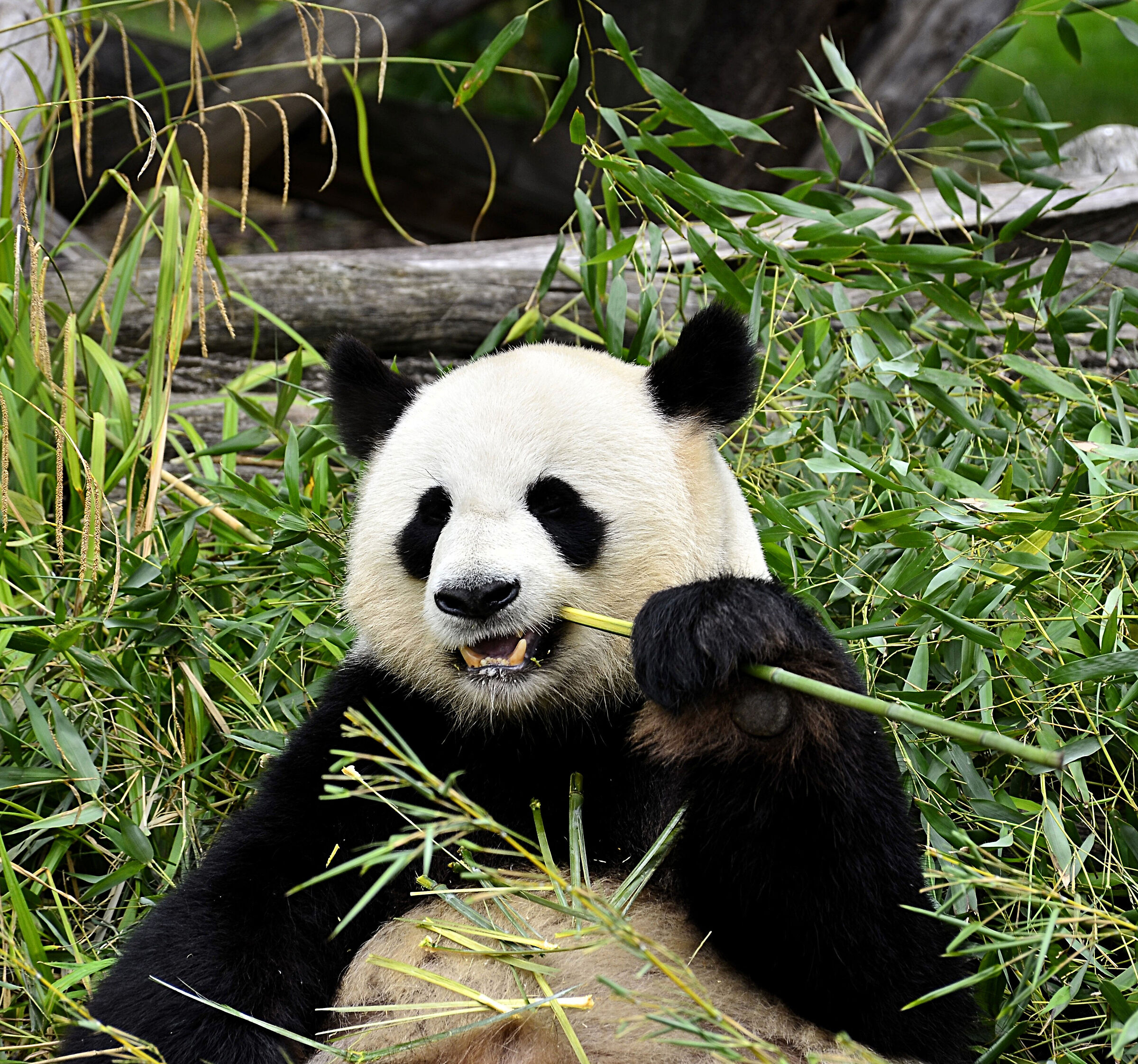 Lo stuzzicadenti del panda