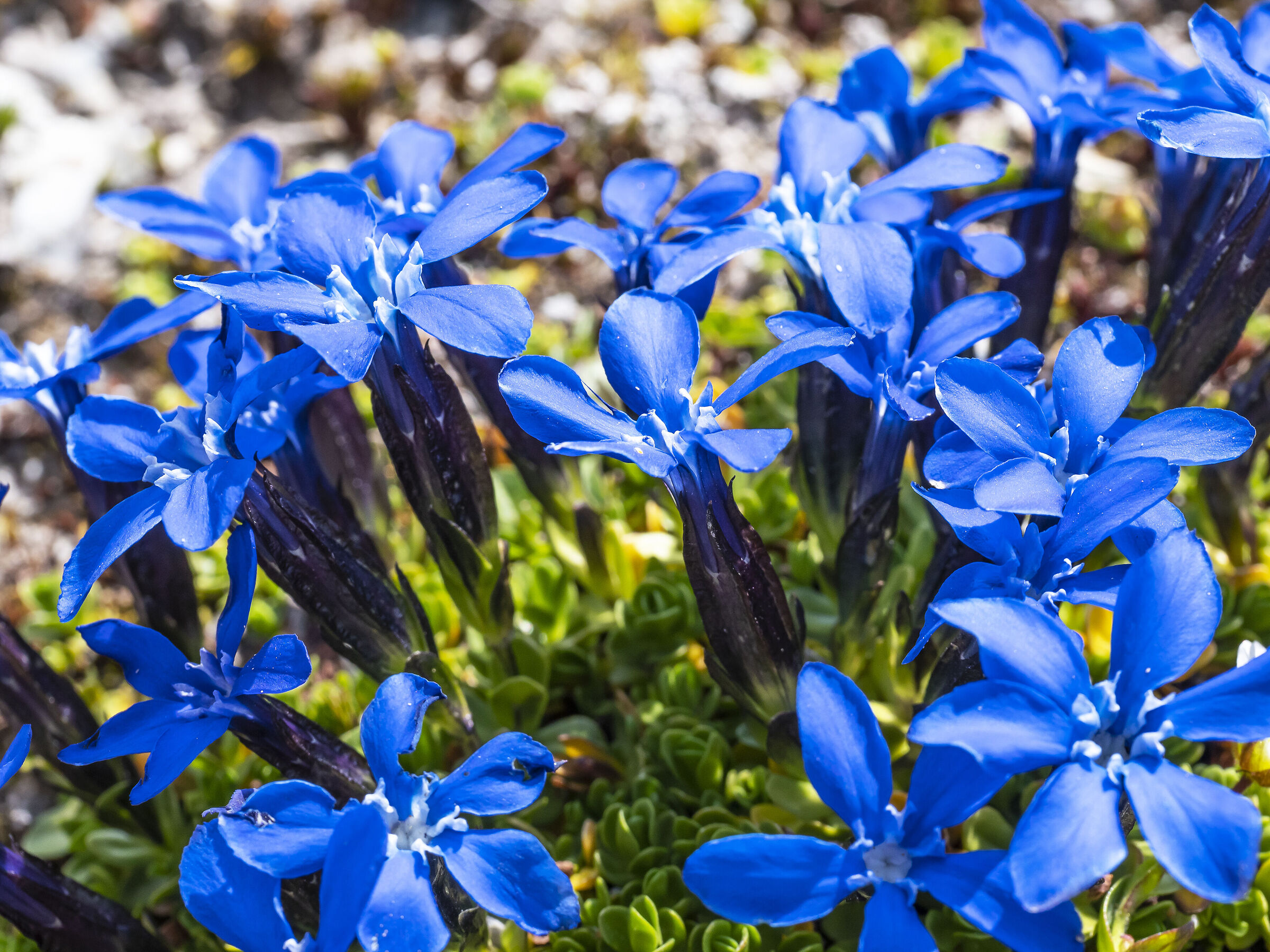 Gentiana bavarica L. ? Bavarian Gentian