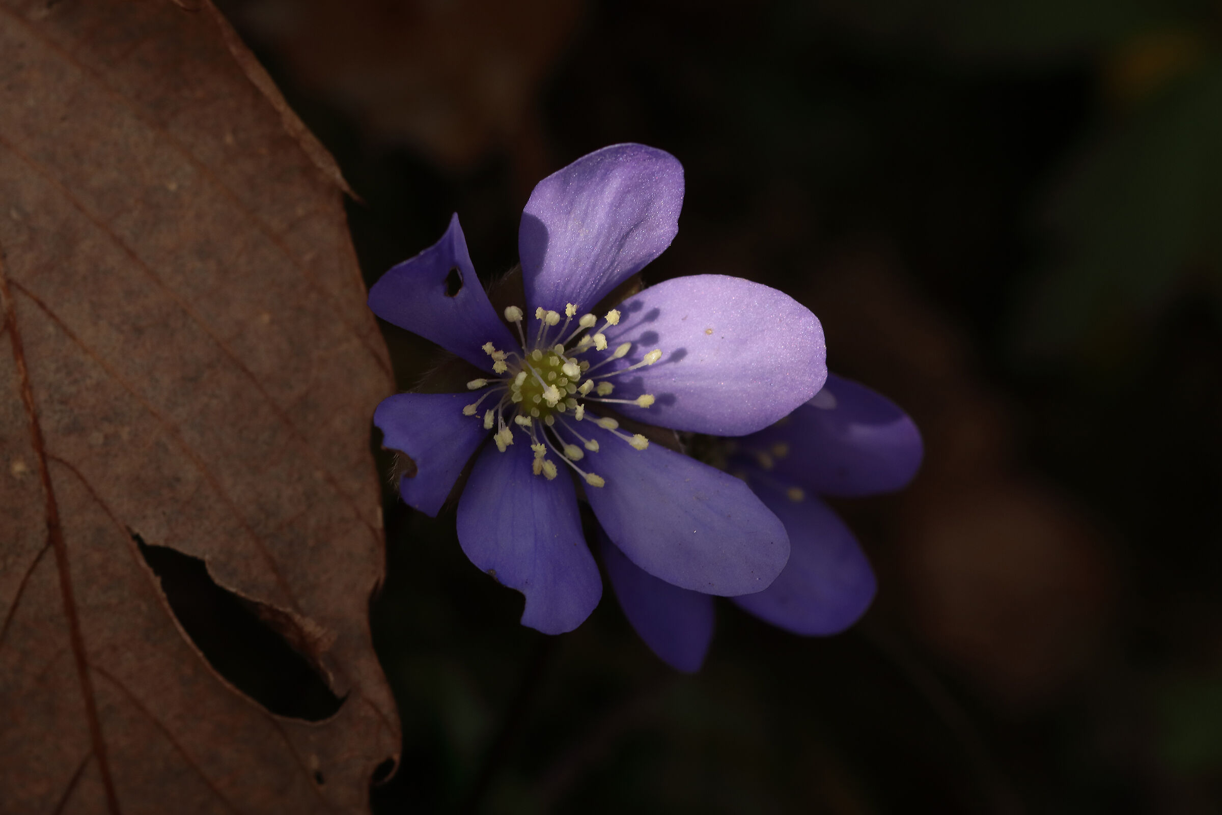 una "timida" Hepatica