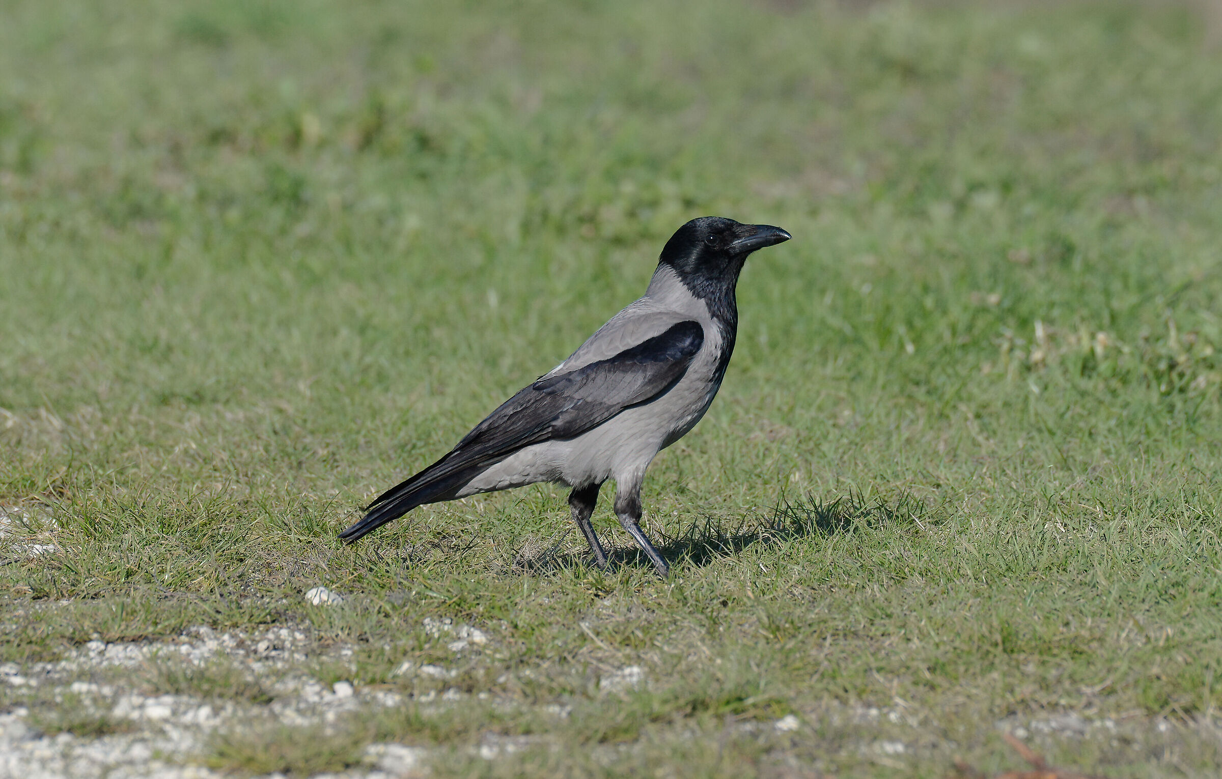 Grey crow