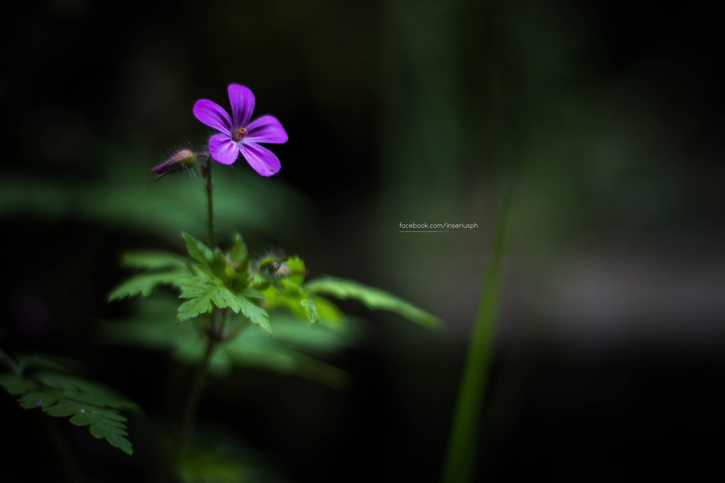 solitario nel bosco