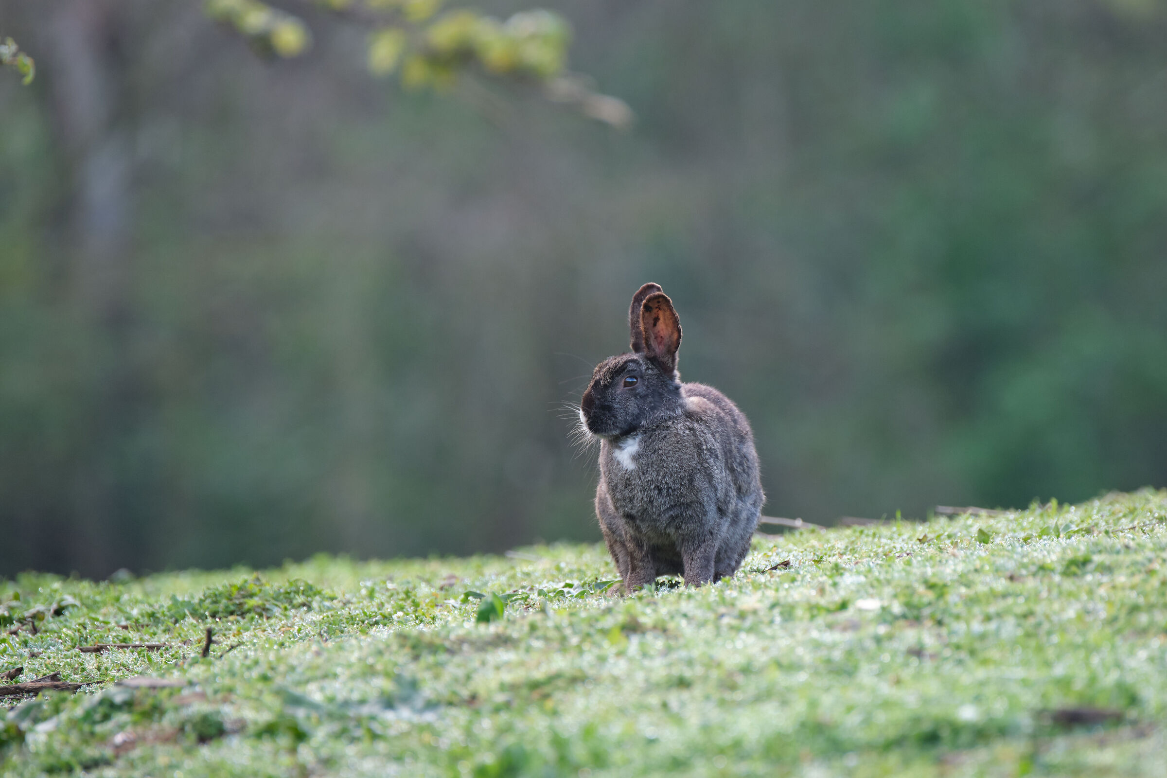 Ibrido di coniglio selvatico