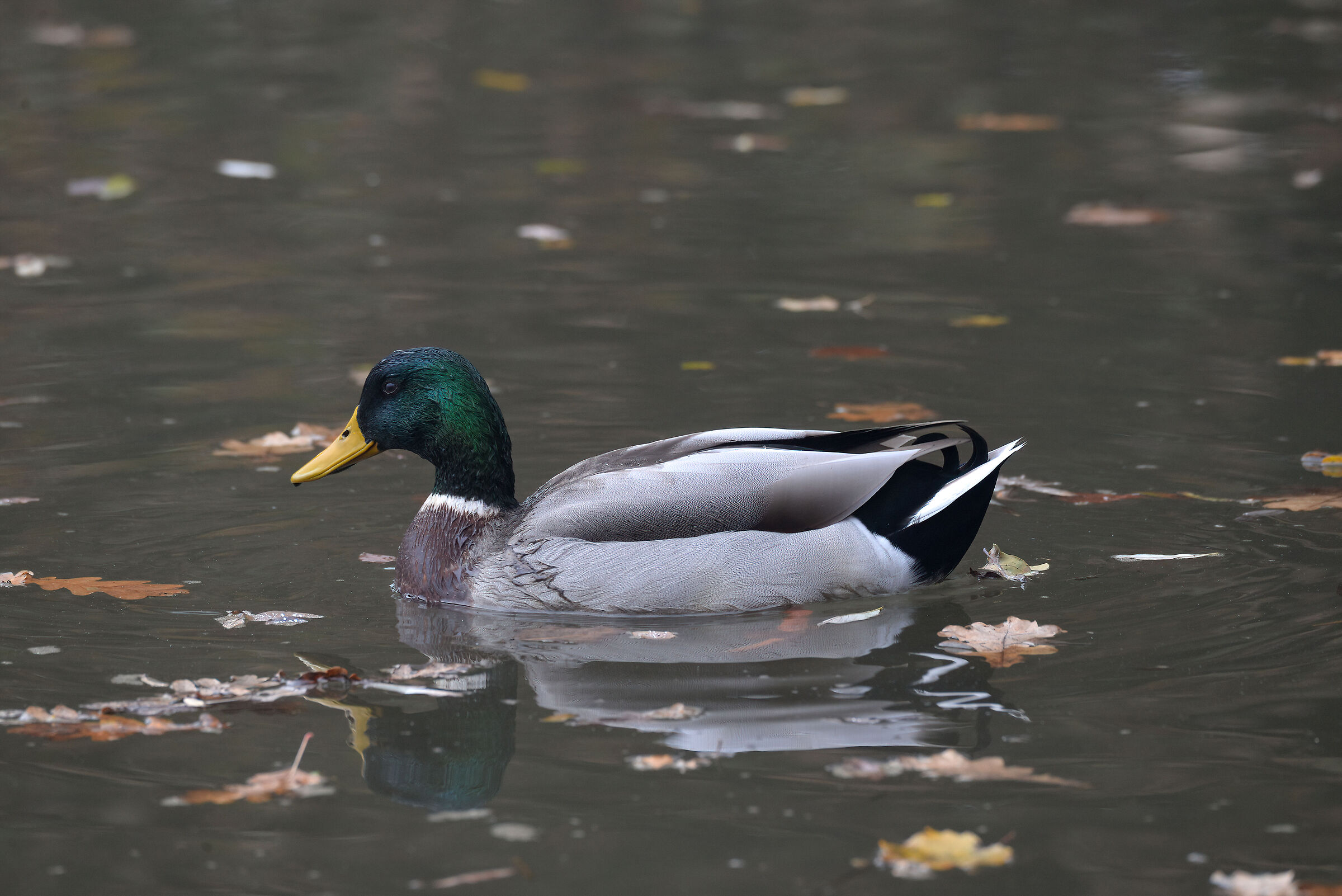 Mallard - male