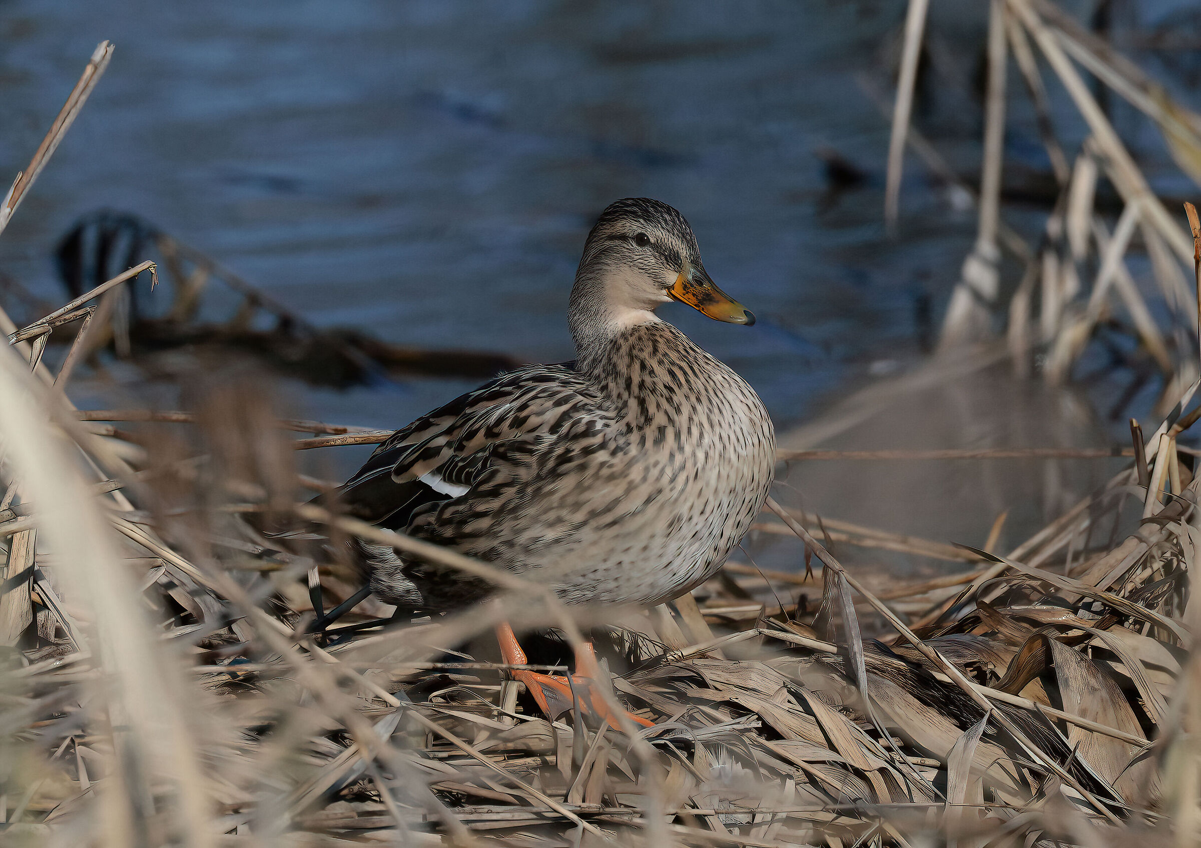 Mallard - female