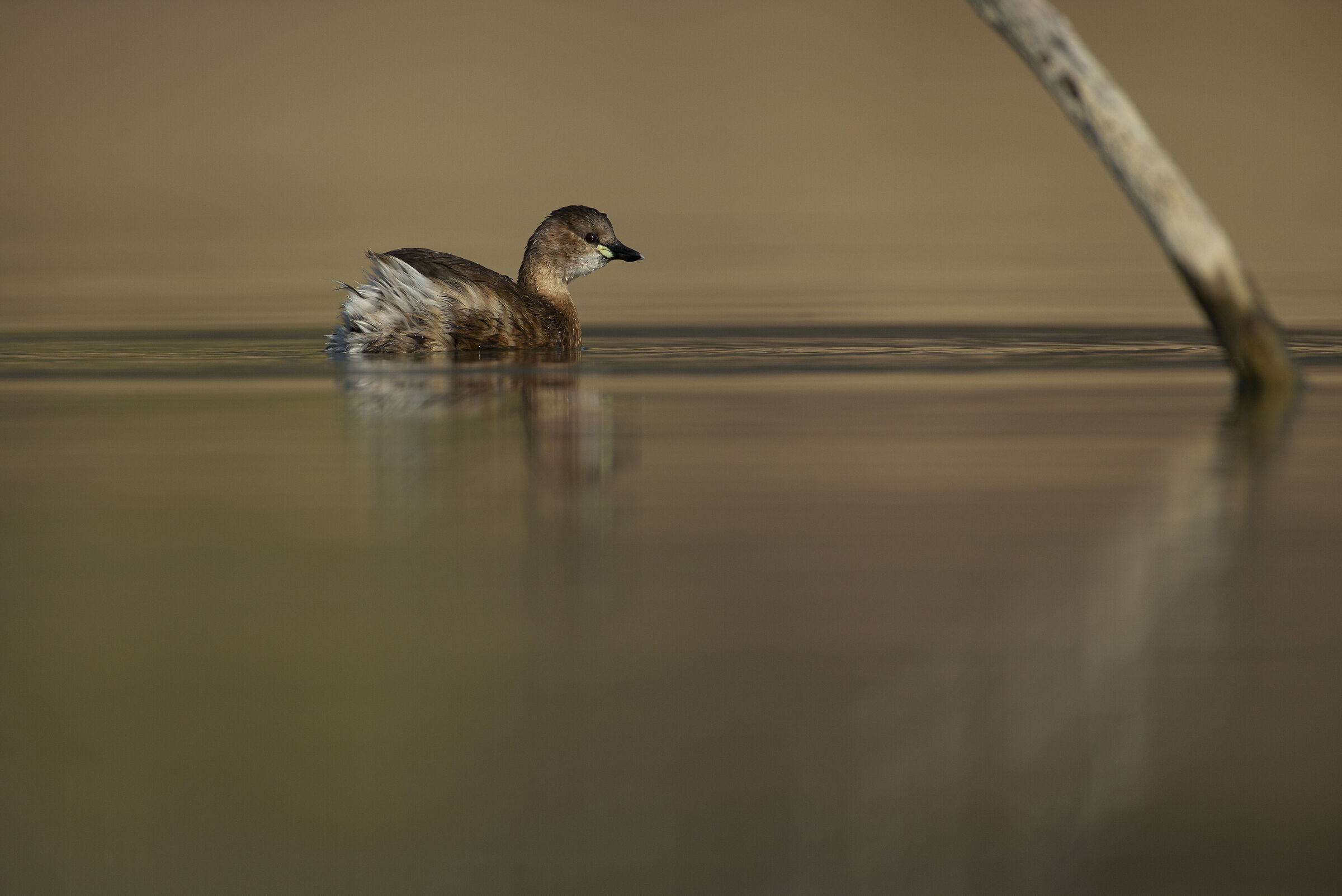 Tuffetto allo specchio