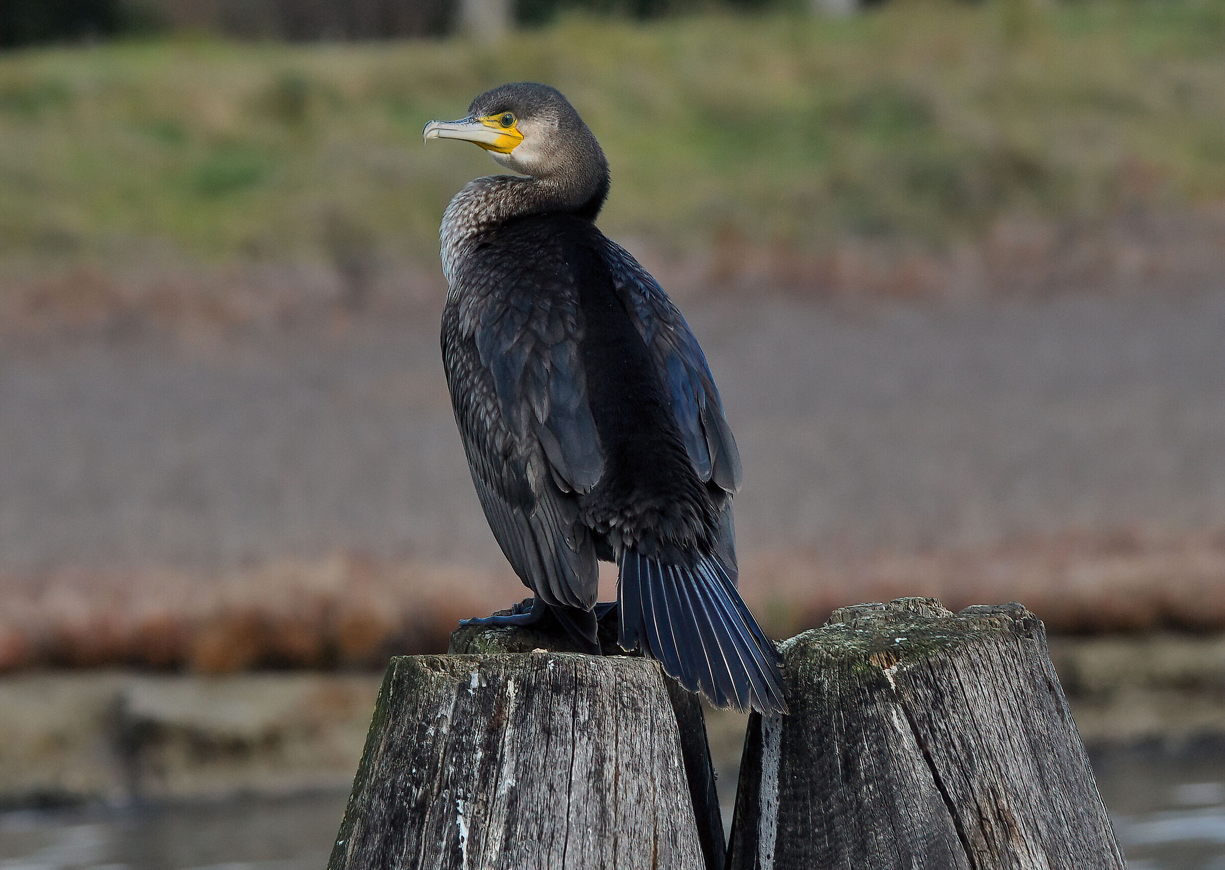 Cormorant