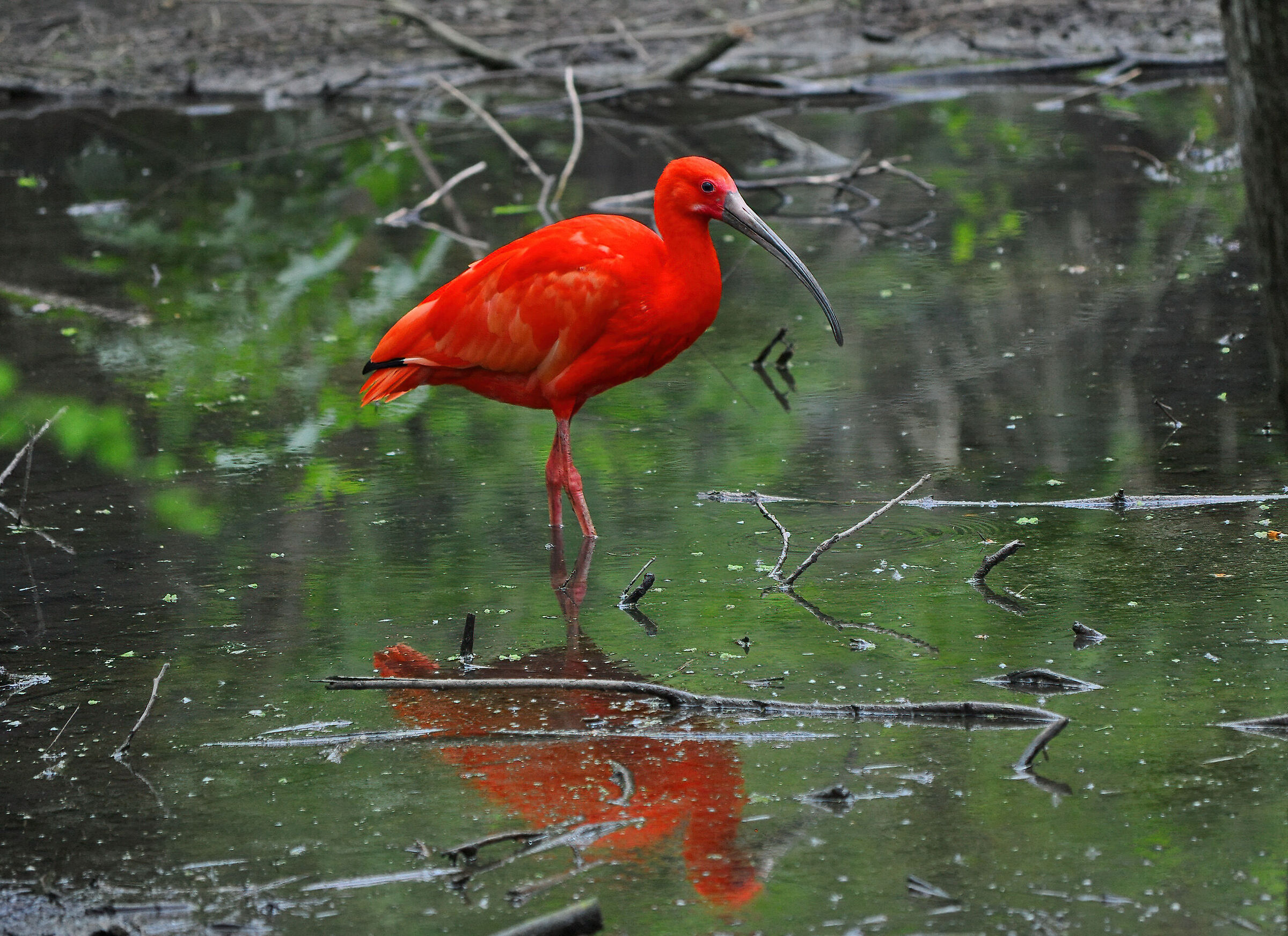 Red Ibis