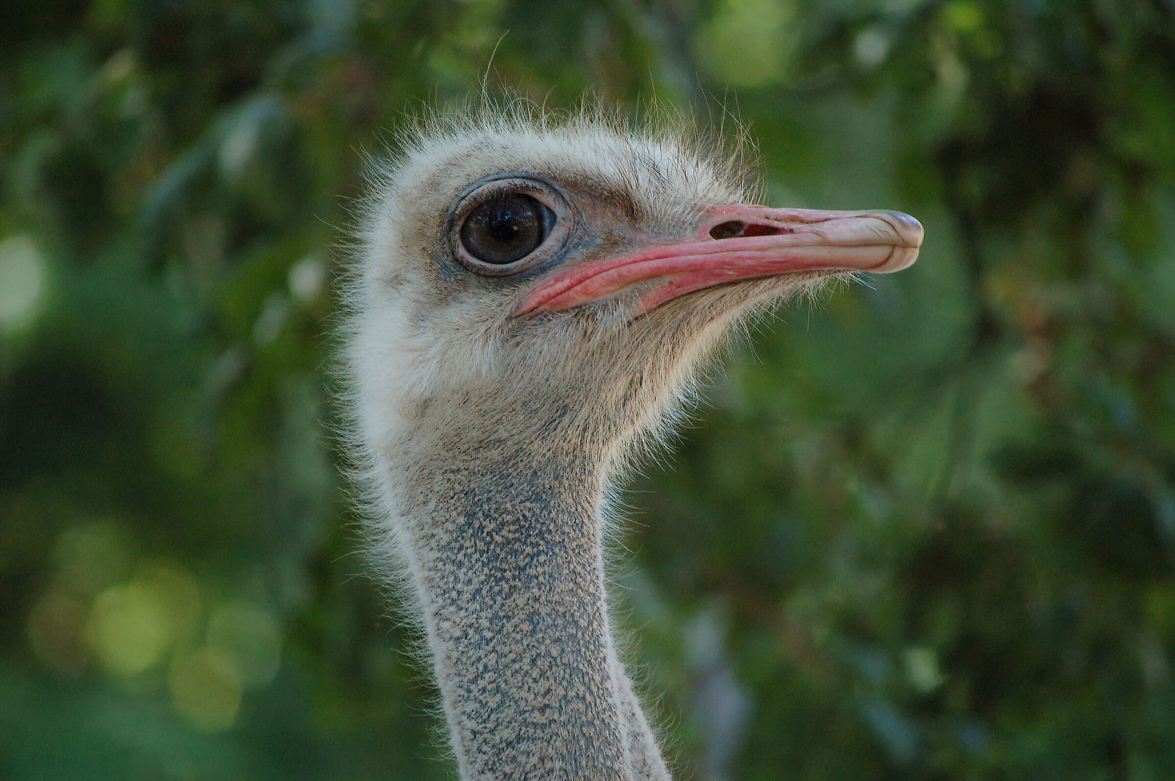 Ostrich