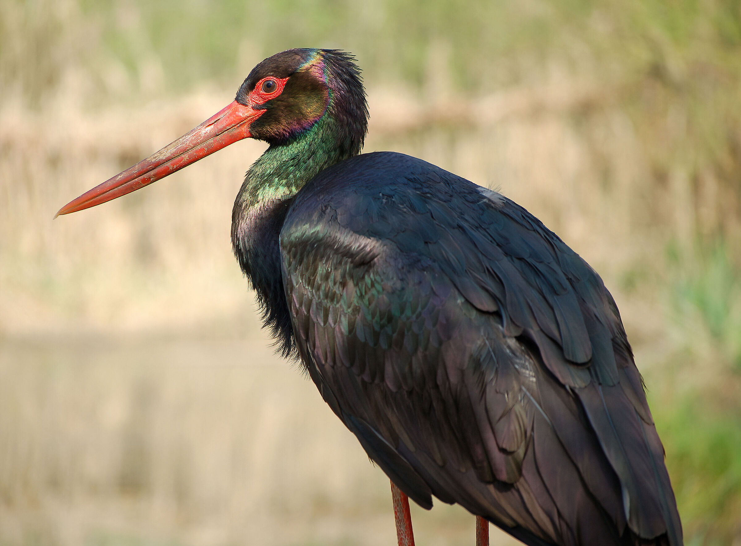 Black Stork