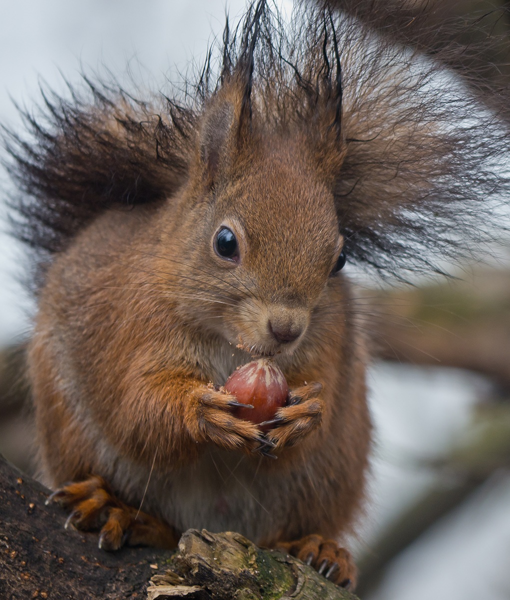 Ho appena fatto la permanente - Scoiattolo rosso