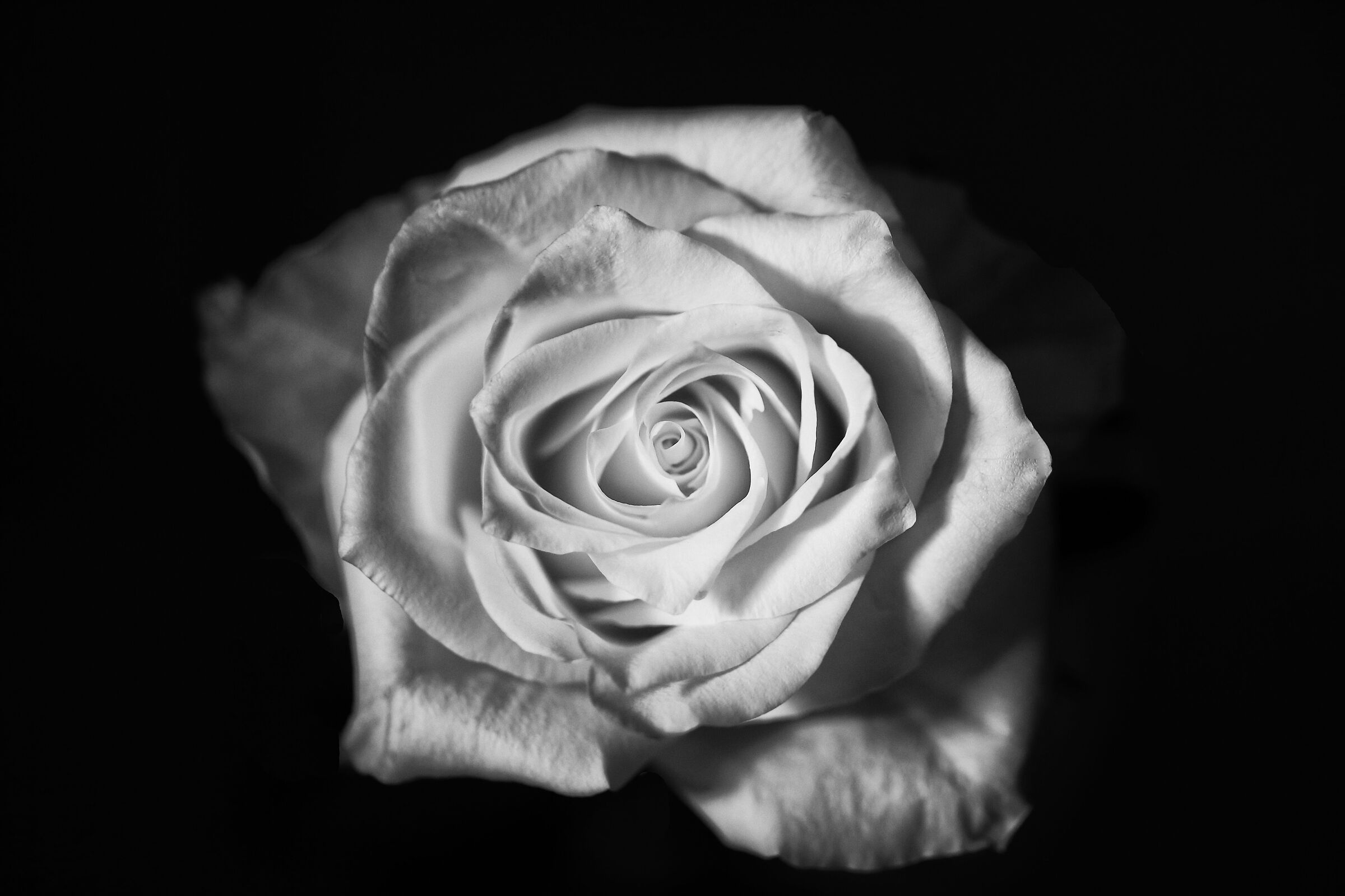 Rosa B/N