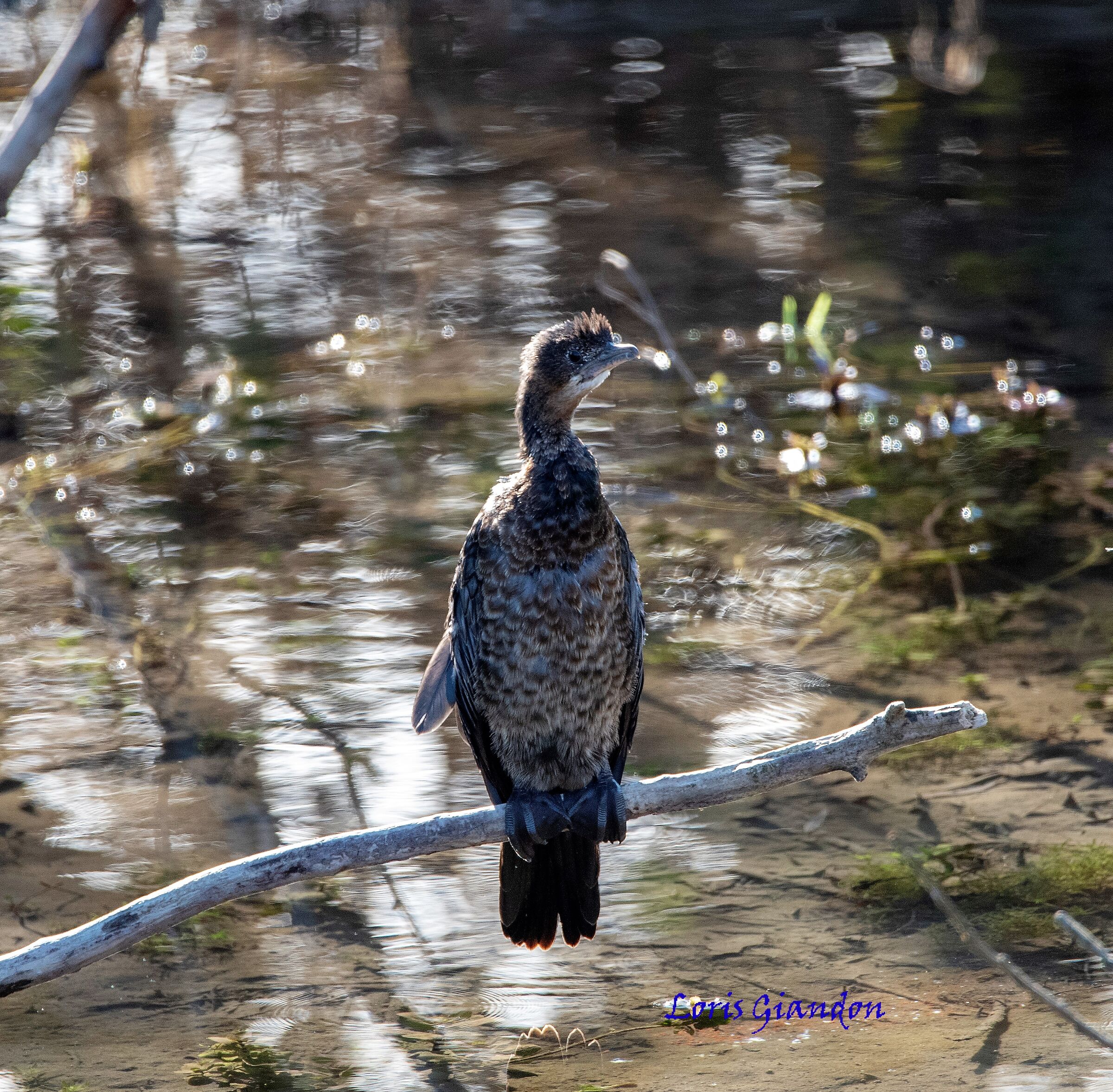 cormorano