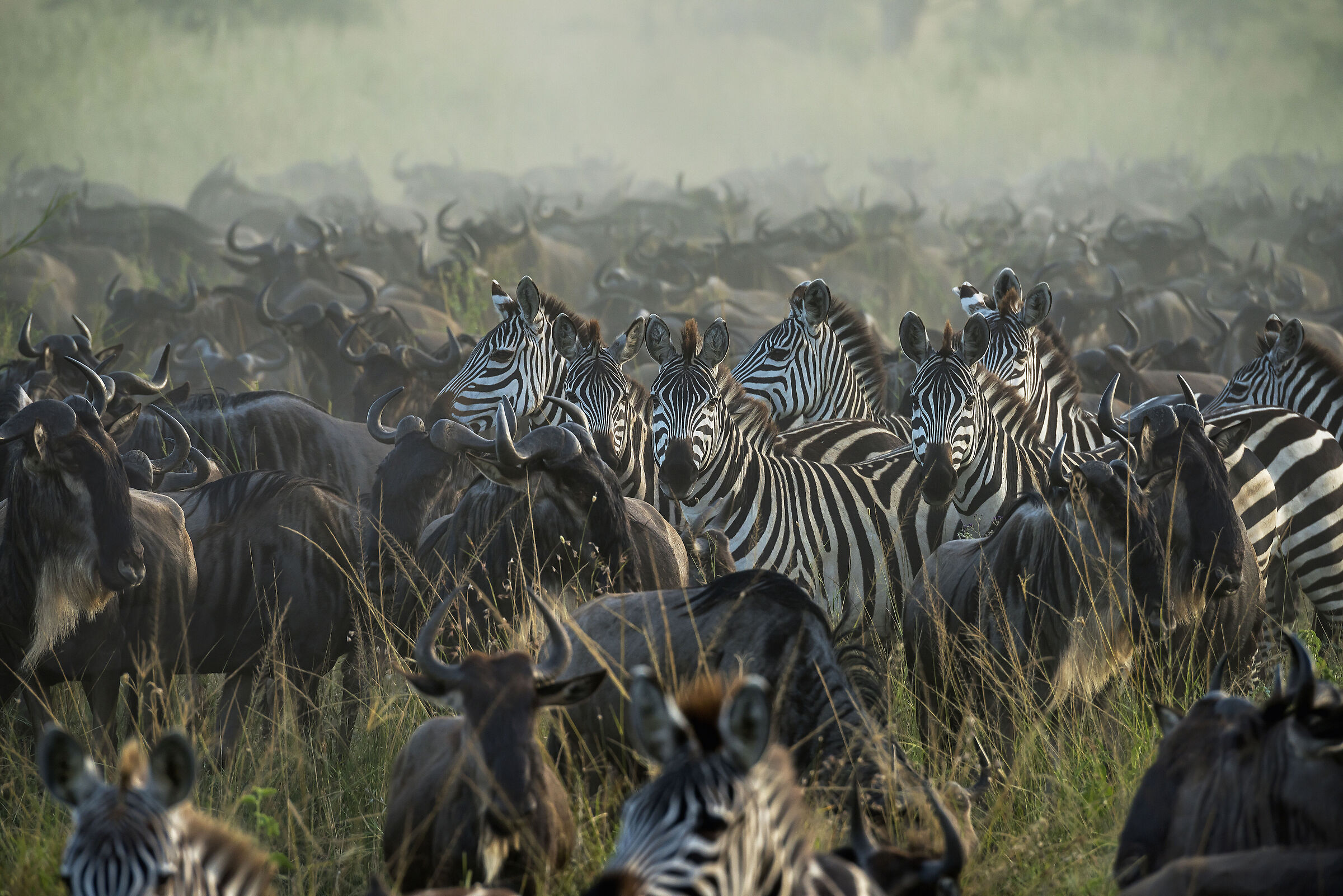 Great migration
