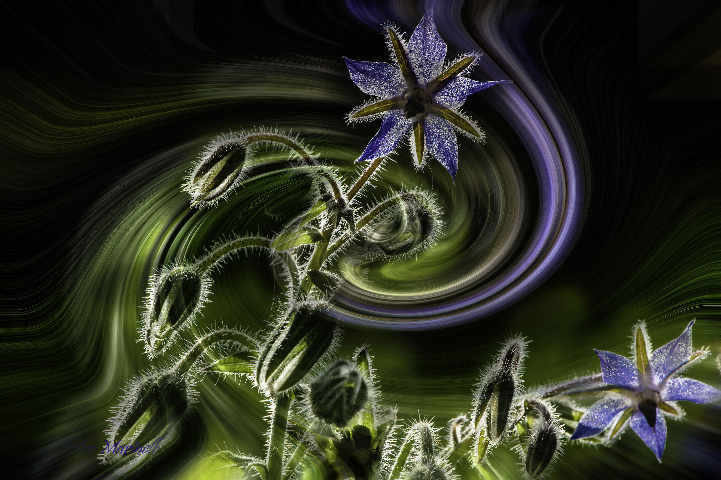 Borage
